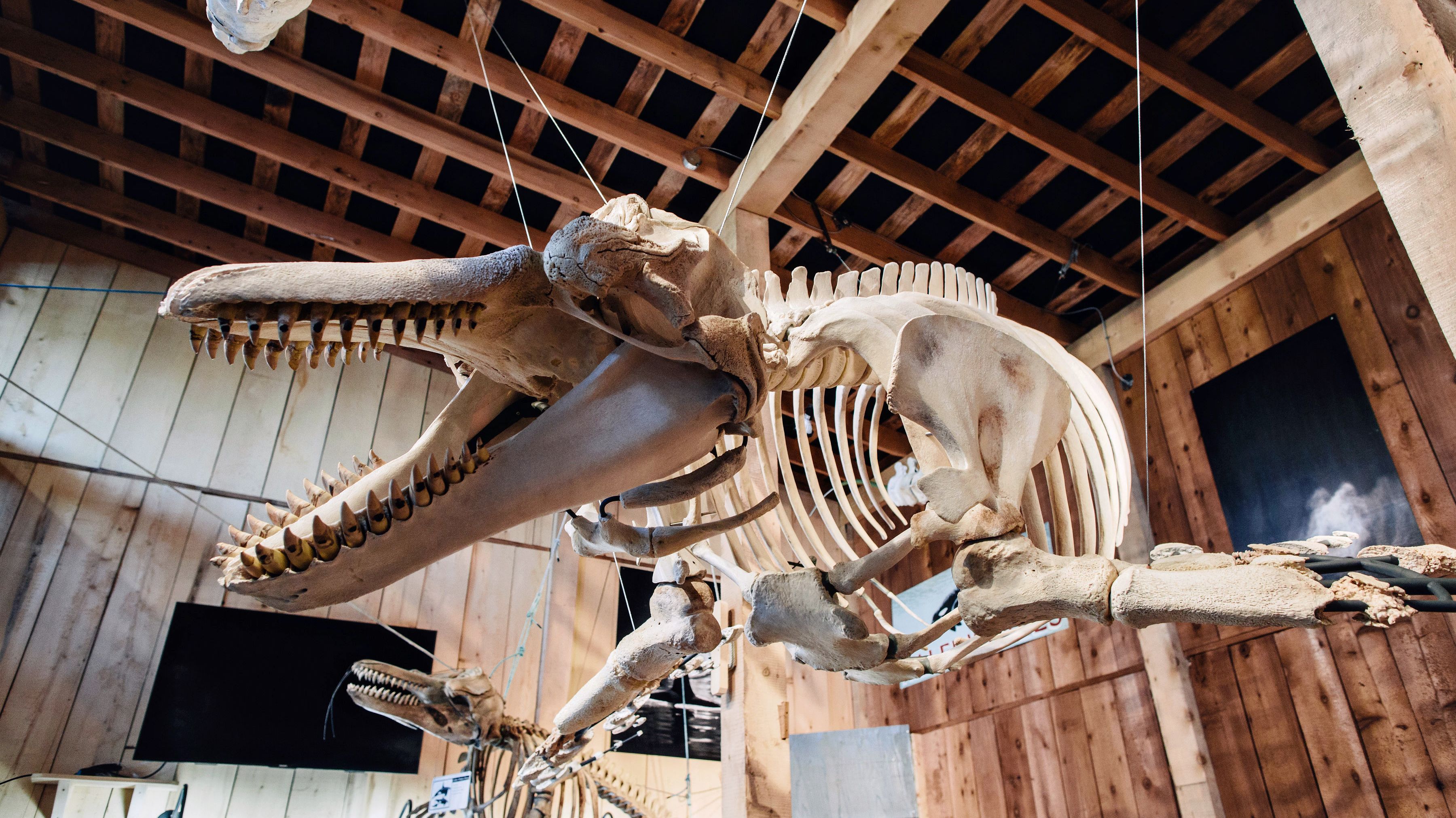 How Two Biologists Put A Killer Whale Back Together, Bone by Bone