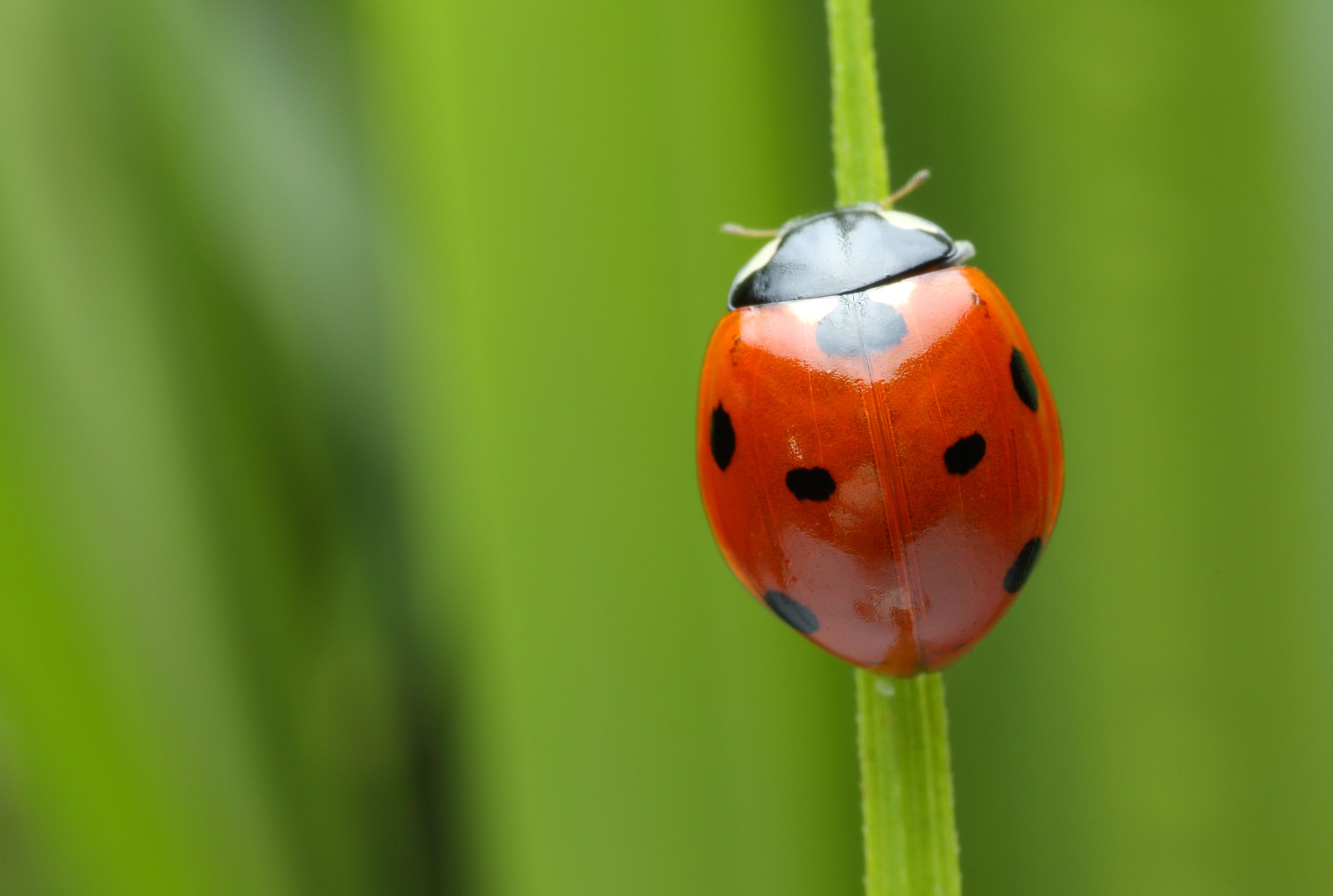 What's the Difference Between Bugs and Insects? | Mental Floss