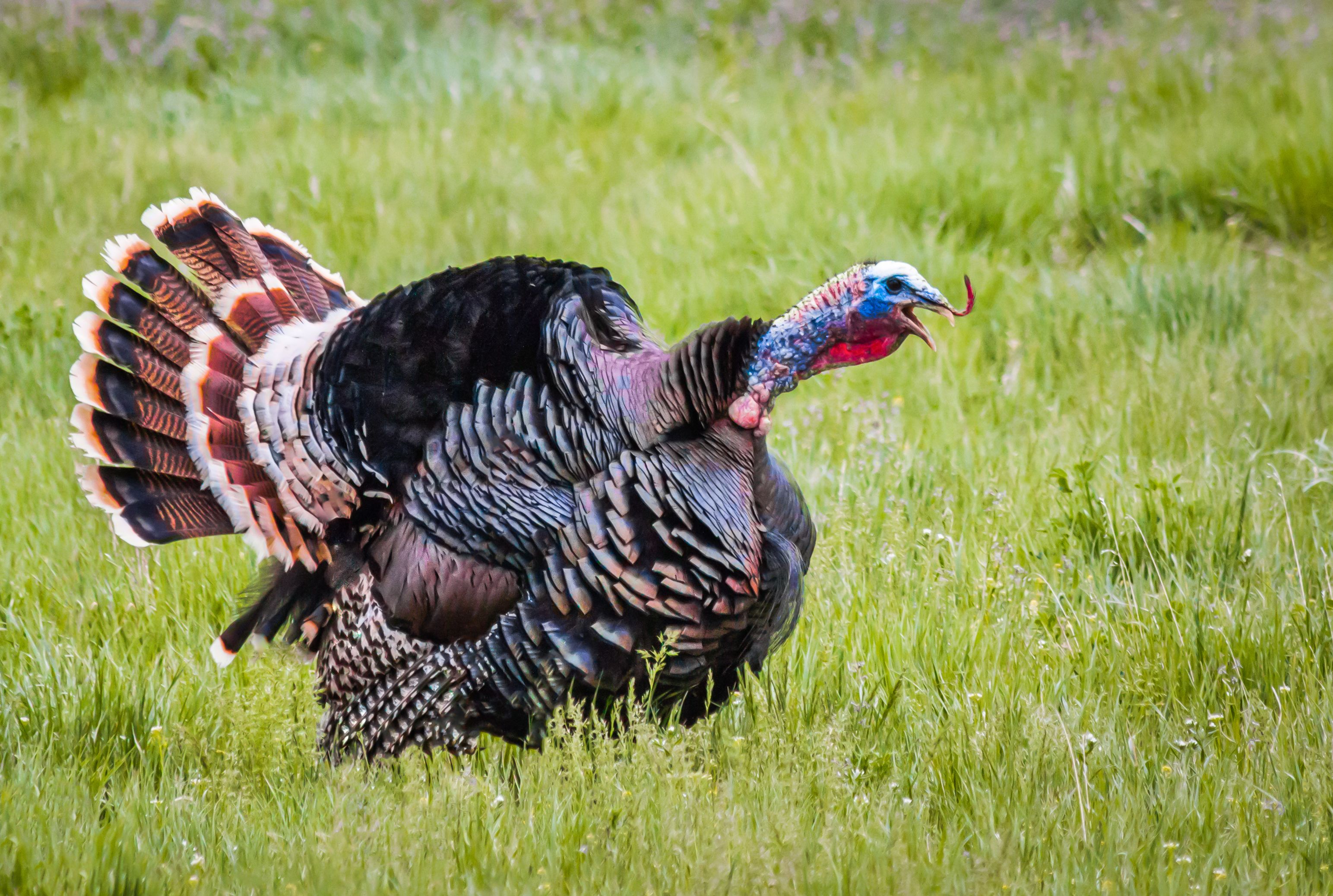 12 Old Timey Turkey Terms To Bring Back This Thanksgiving Mental Floss