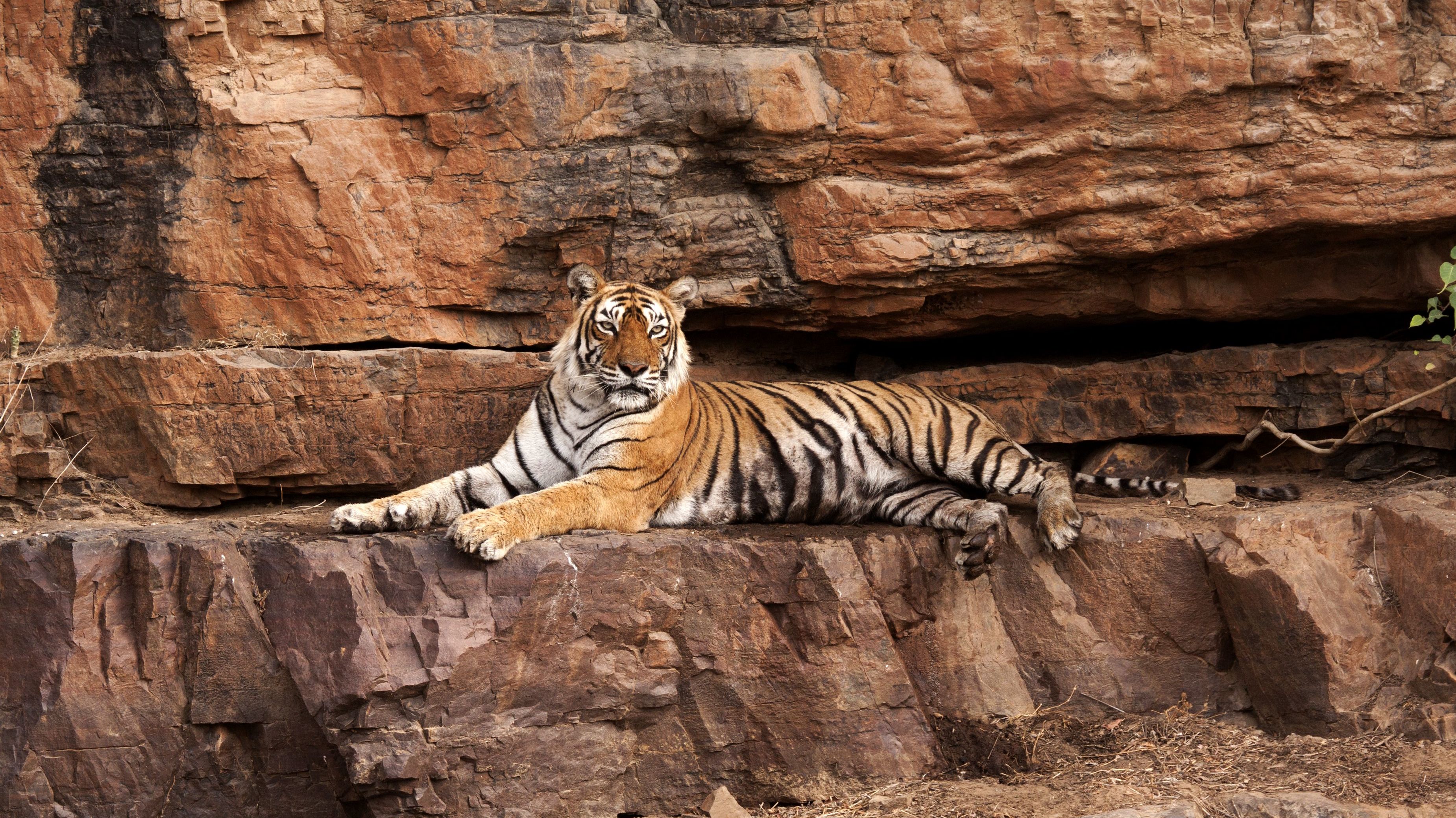 Ranthambhore National Park Is Helping India's Famous Tigers Thrive Mental Floss