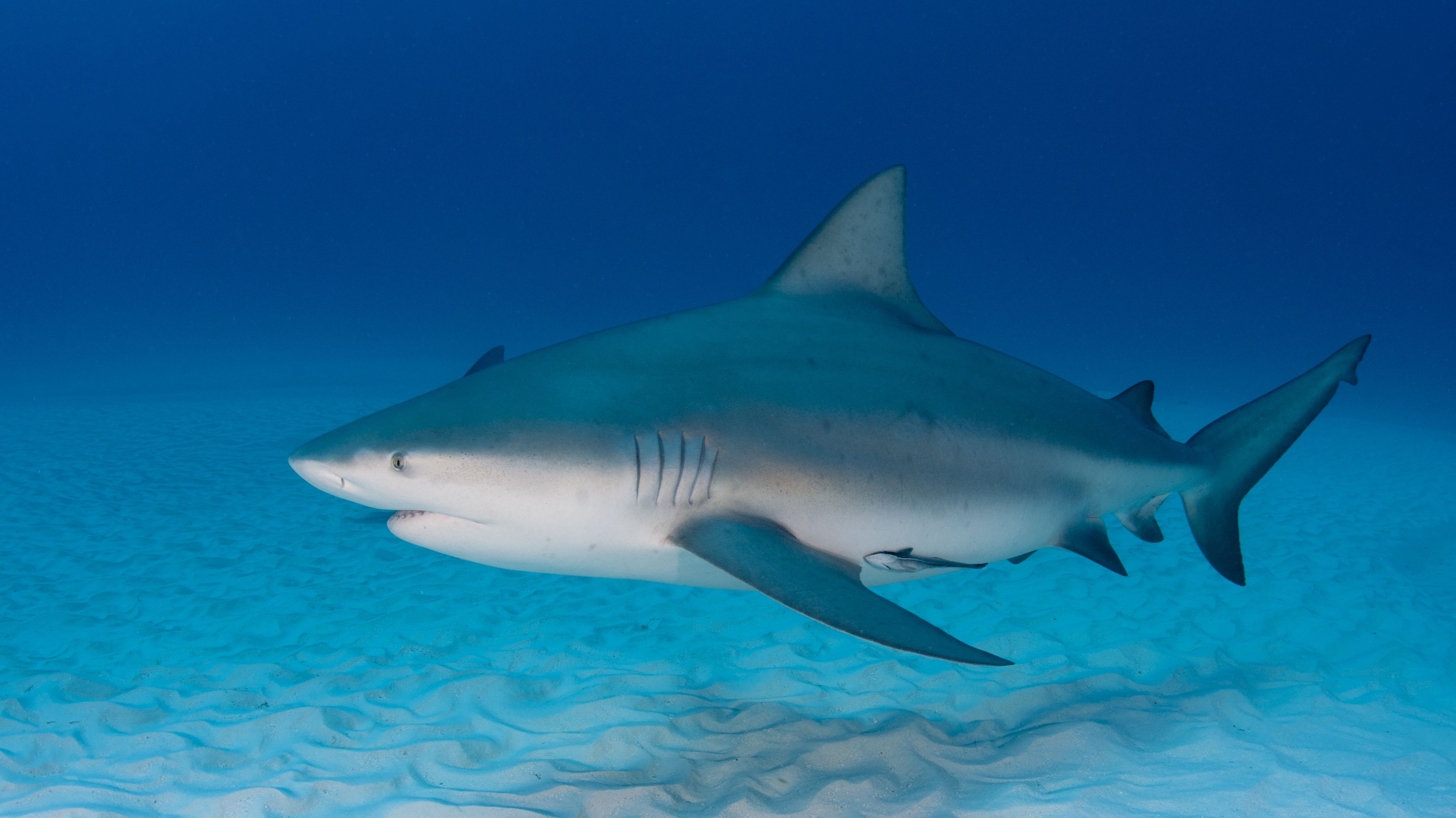 11 Facts About Bull Sharks | Mental Floss