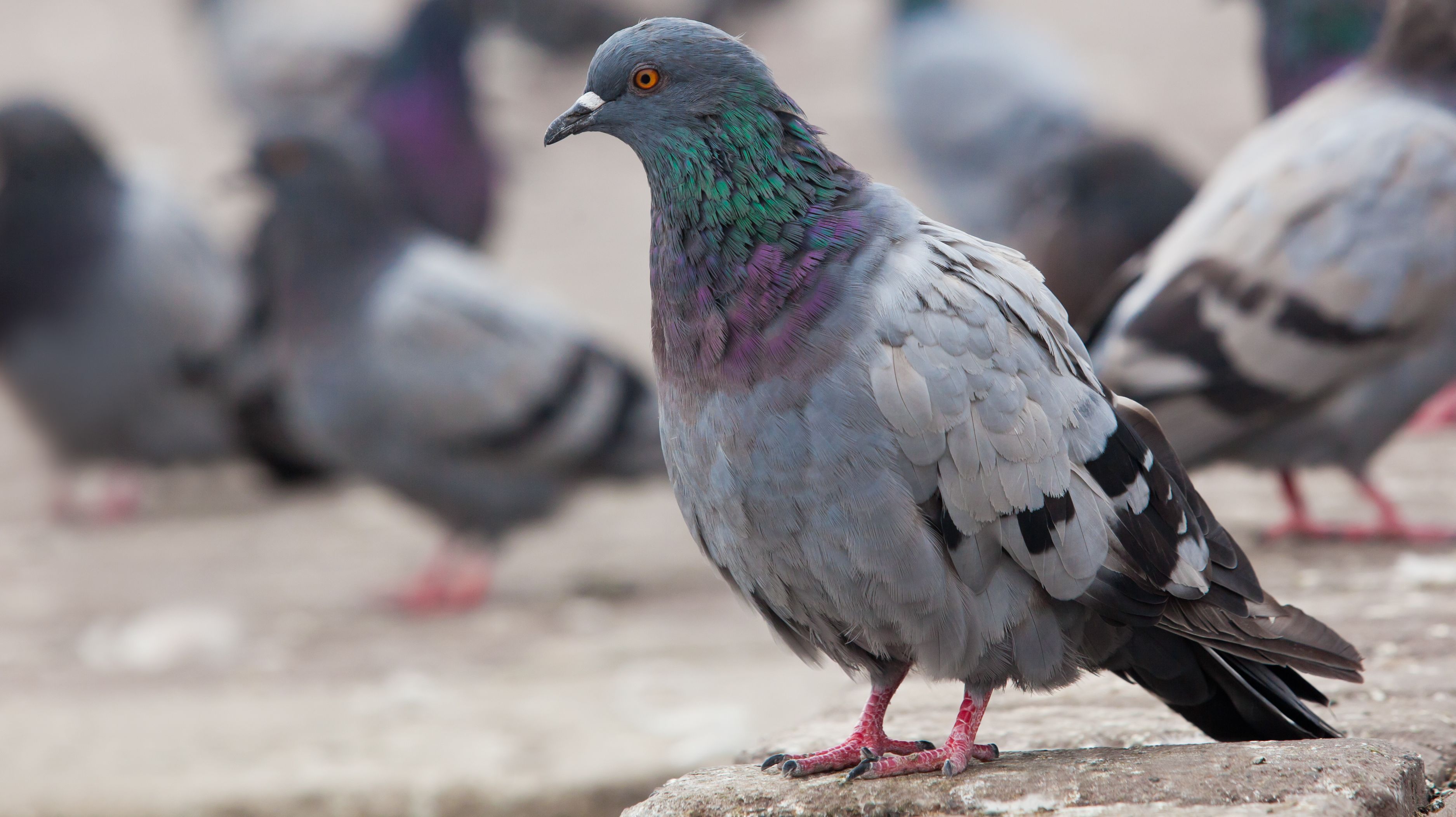 what-s-the-difference-between-pigeons-and-doves-mental-floss