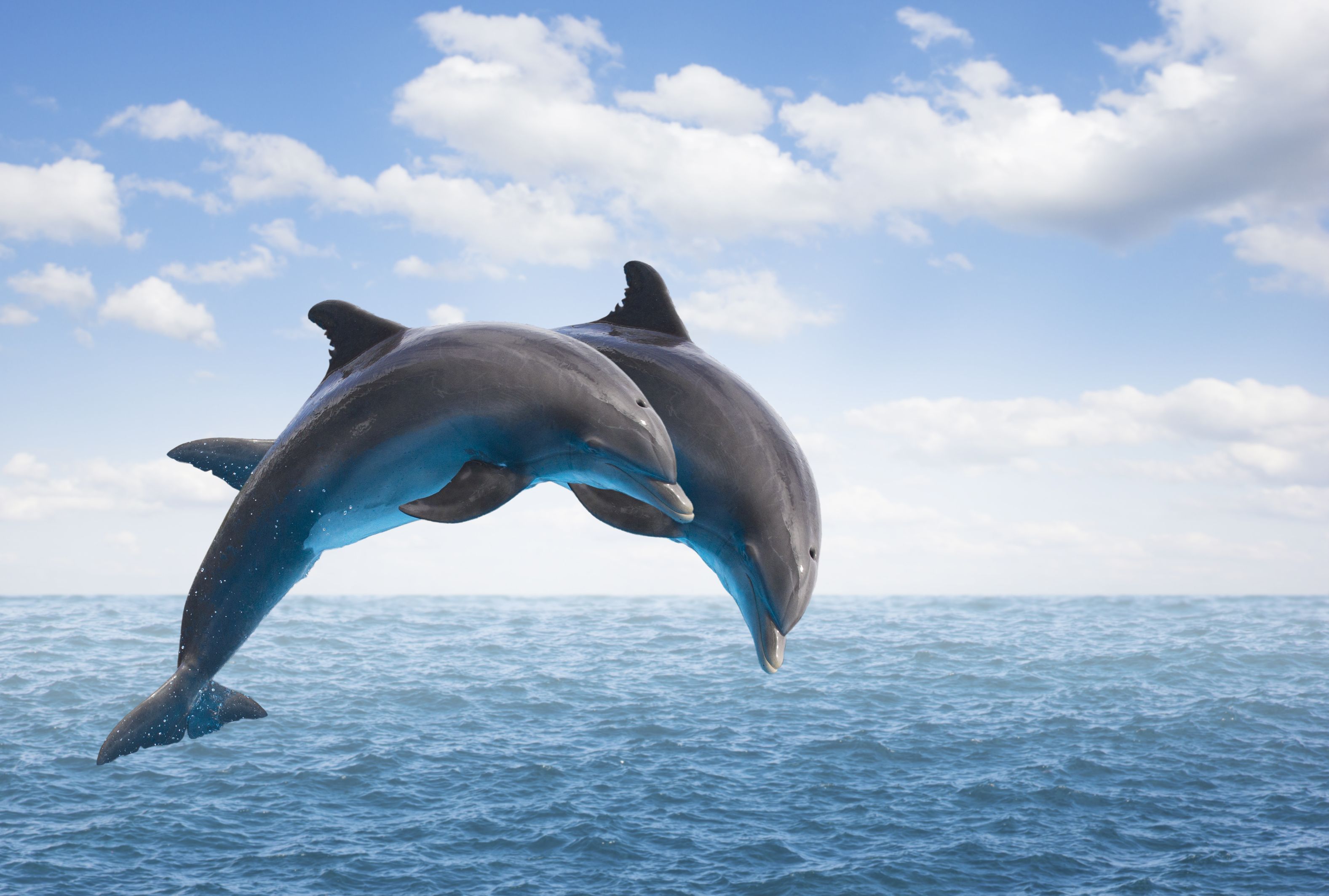 Facts About Dolphins | Mental Floss