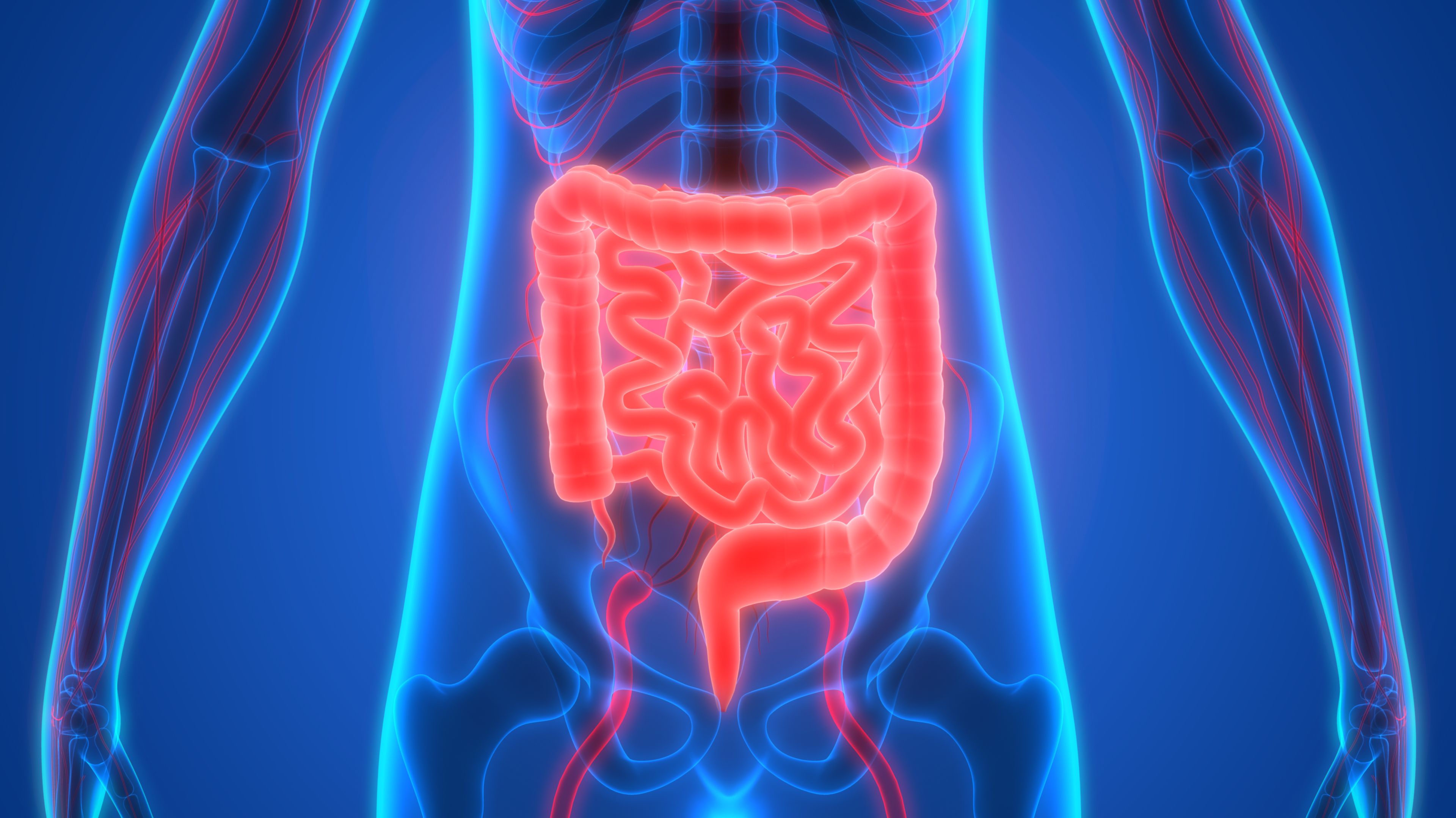 A Step-by-Step Journey Through Your Body's Digestive System | Mental Floss