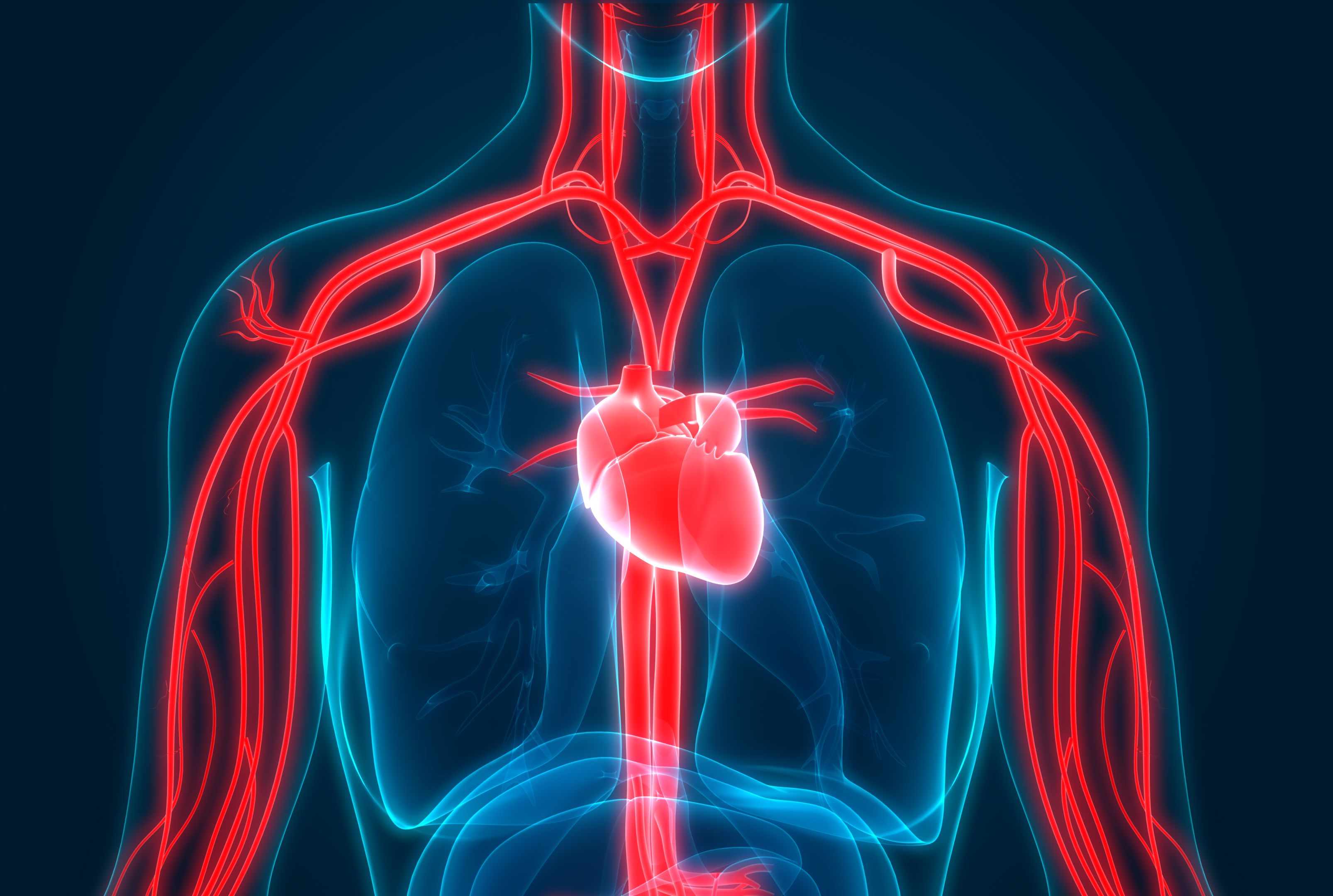 If the Heart Is a Muscle, Why Doesn't It Get Tired? | Mental Floss If the Heart Is a Muscle, Why Doesn't It Get Tired? | Mental Floss