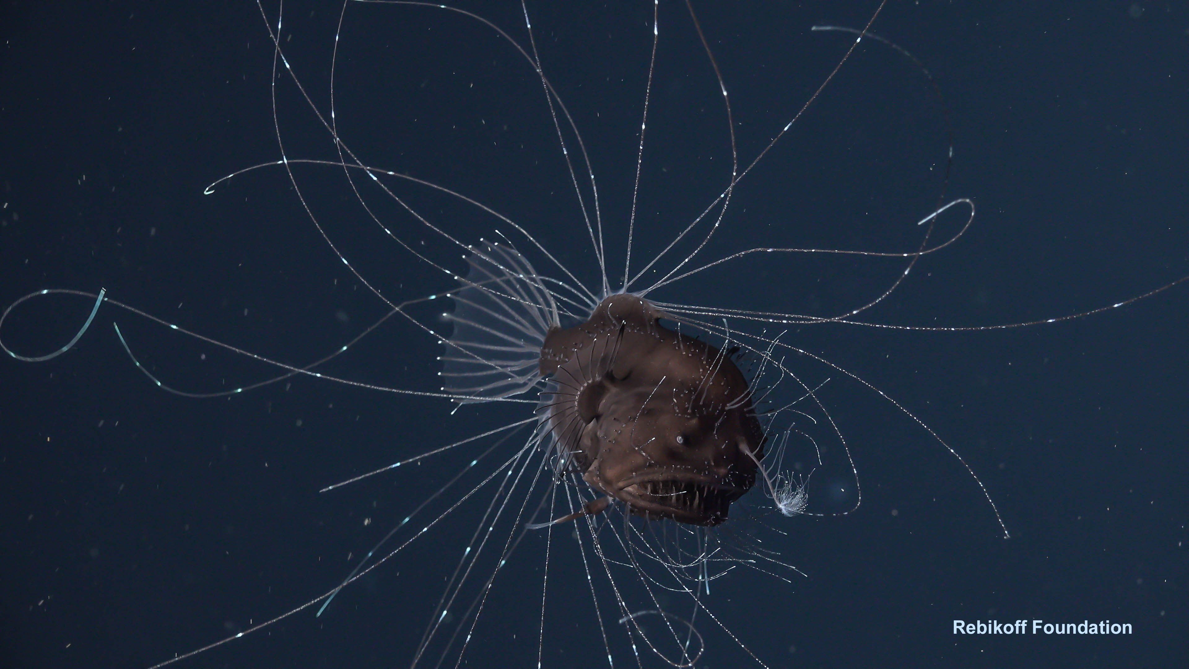 alvin the anglerfish