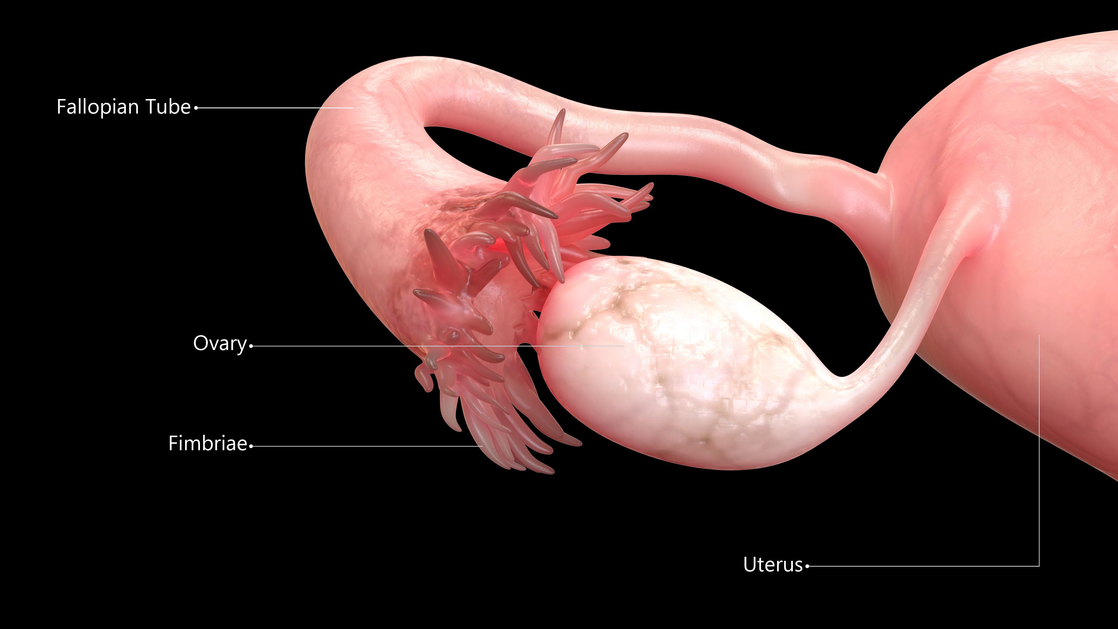 13 Facts About Ovaries Mental Floss