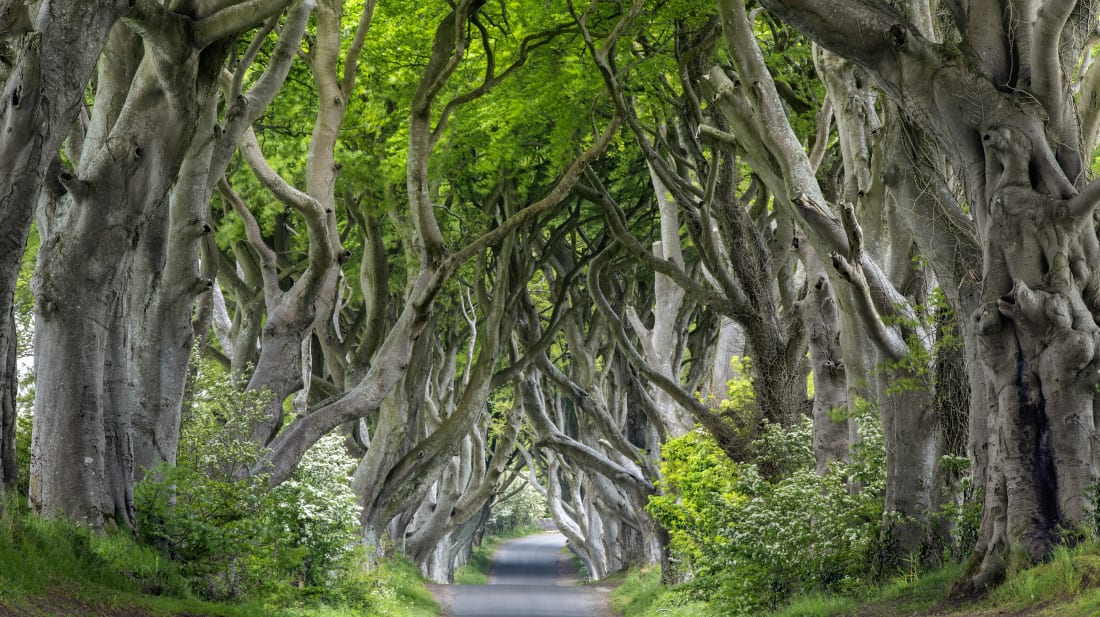 Famous Trees In Northern Ireland