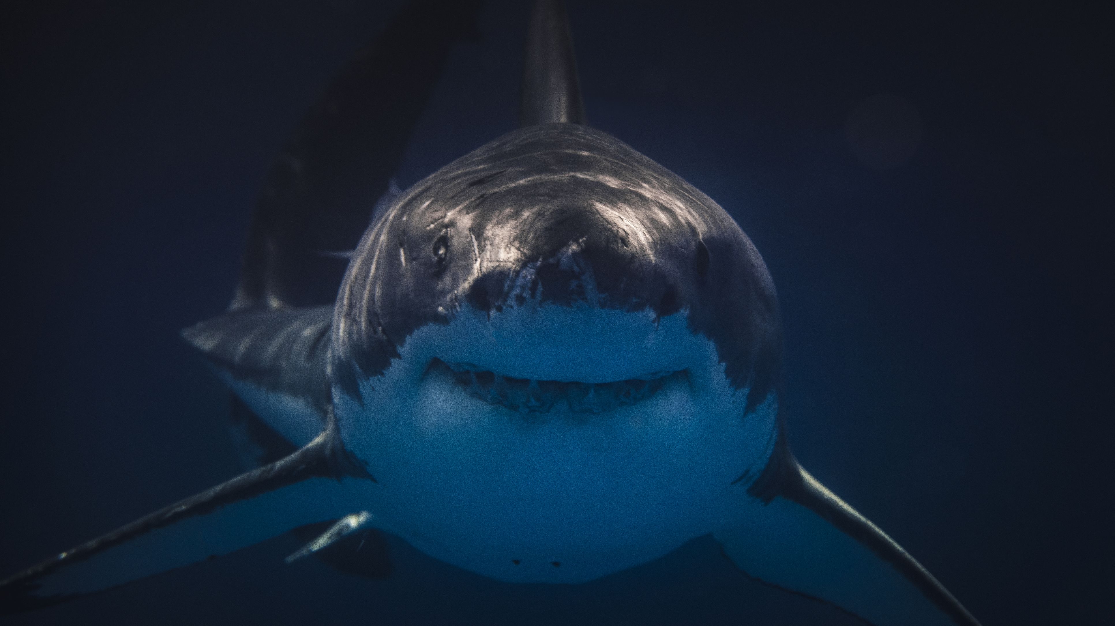 Scientists Can Tell If Great White Sharks Are Around by Testing DNA in