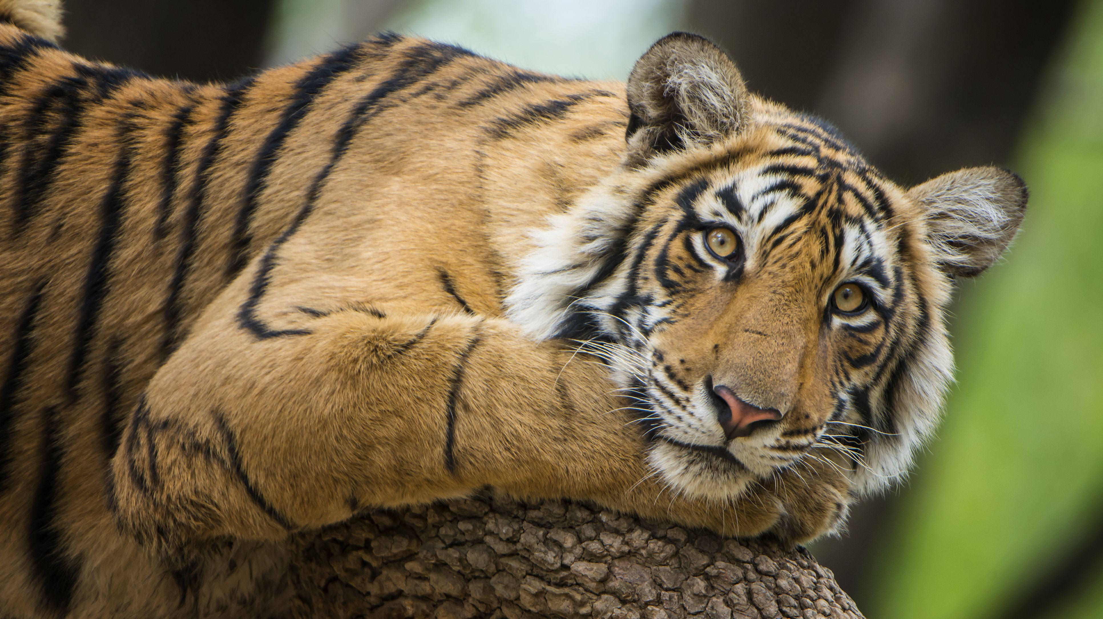 cologne that attracts cats