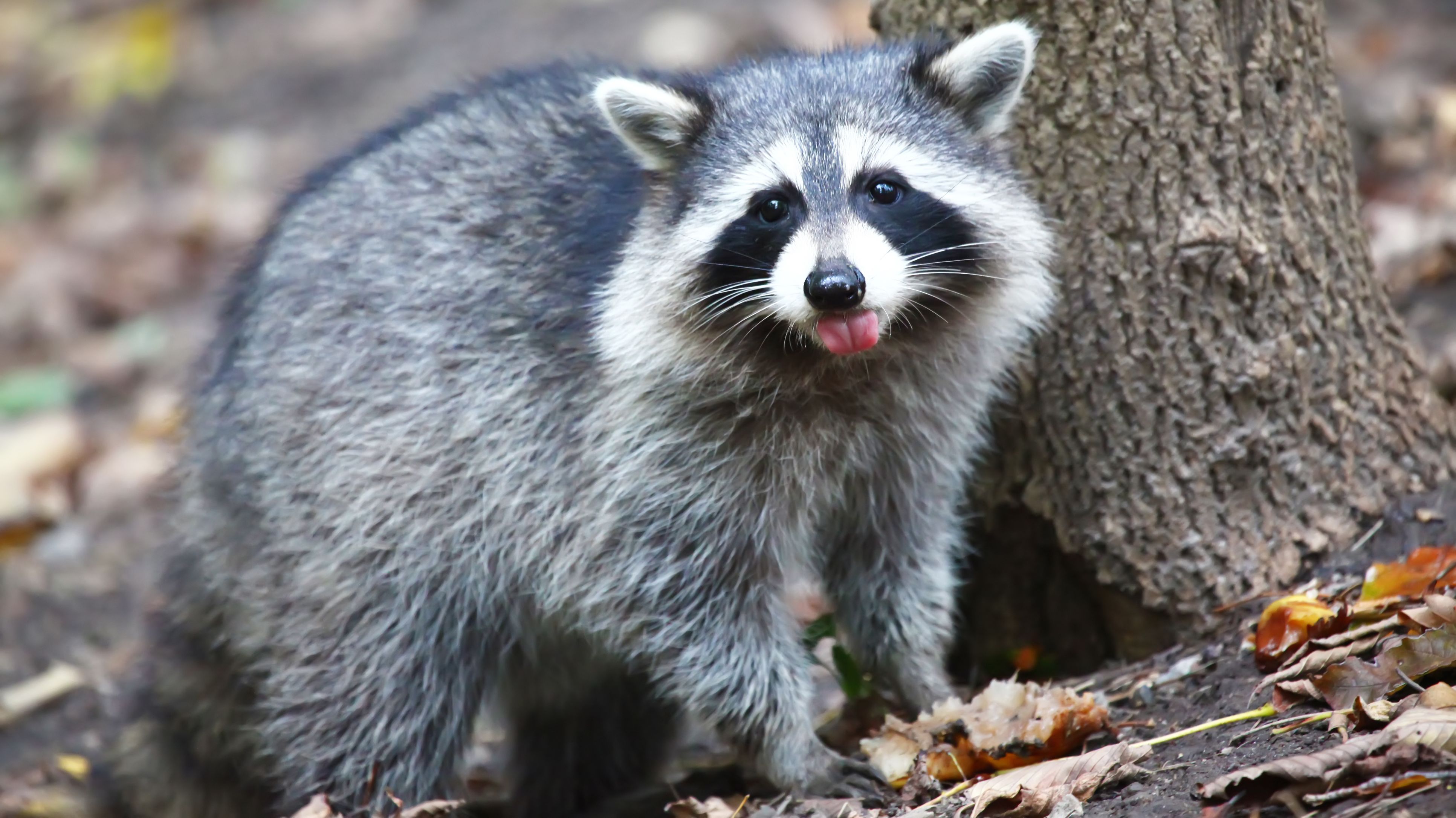 Toronto Raccoon Capital Of The World Is Fighting Its Trash
