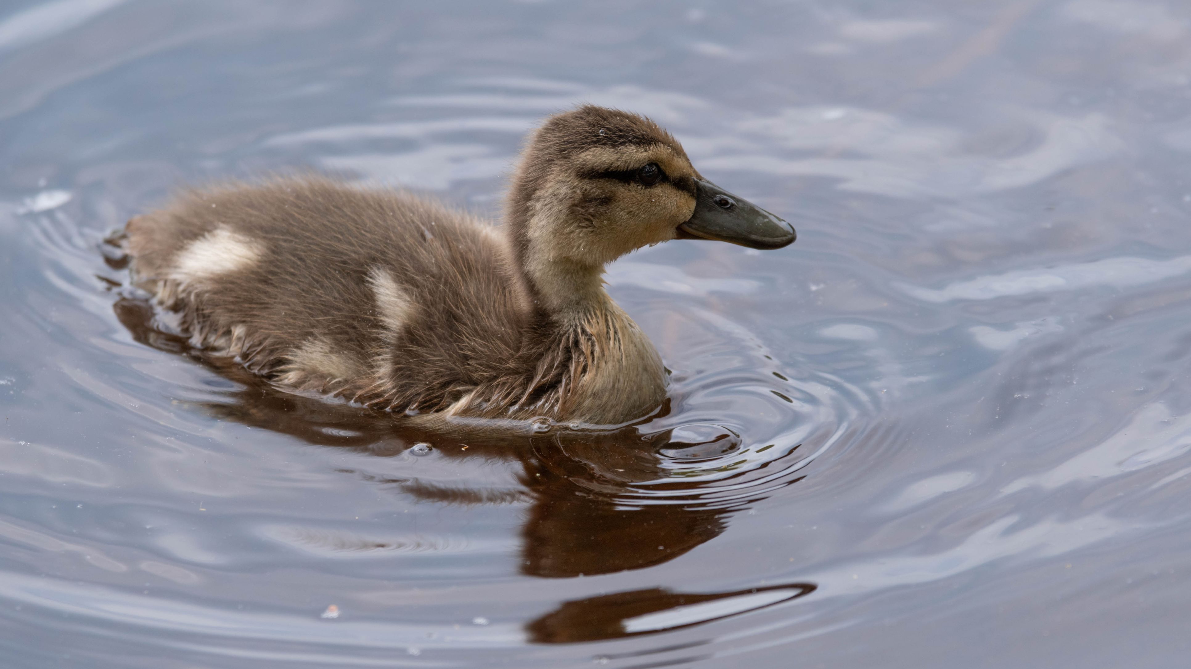 A Pair Of Loons In Wisconsin Have Adopted A Baby Mallard Duck And