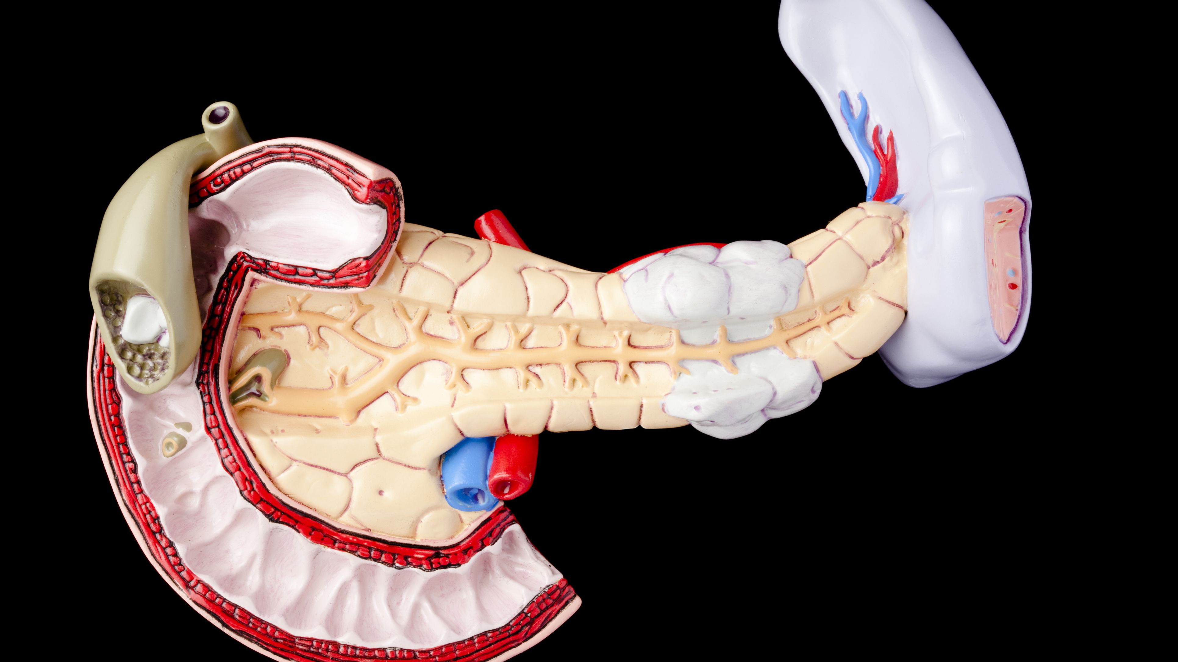 12 Facts About The Pancreas Mental Floss