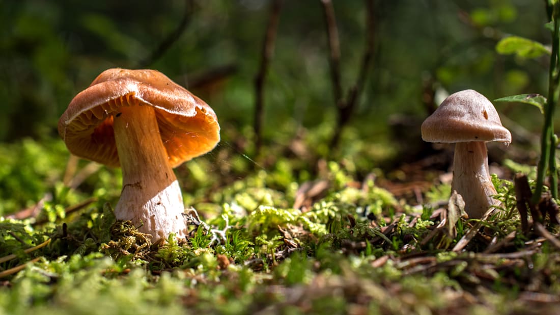 iStock