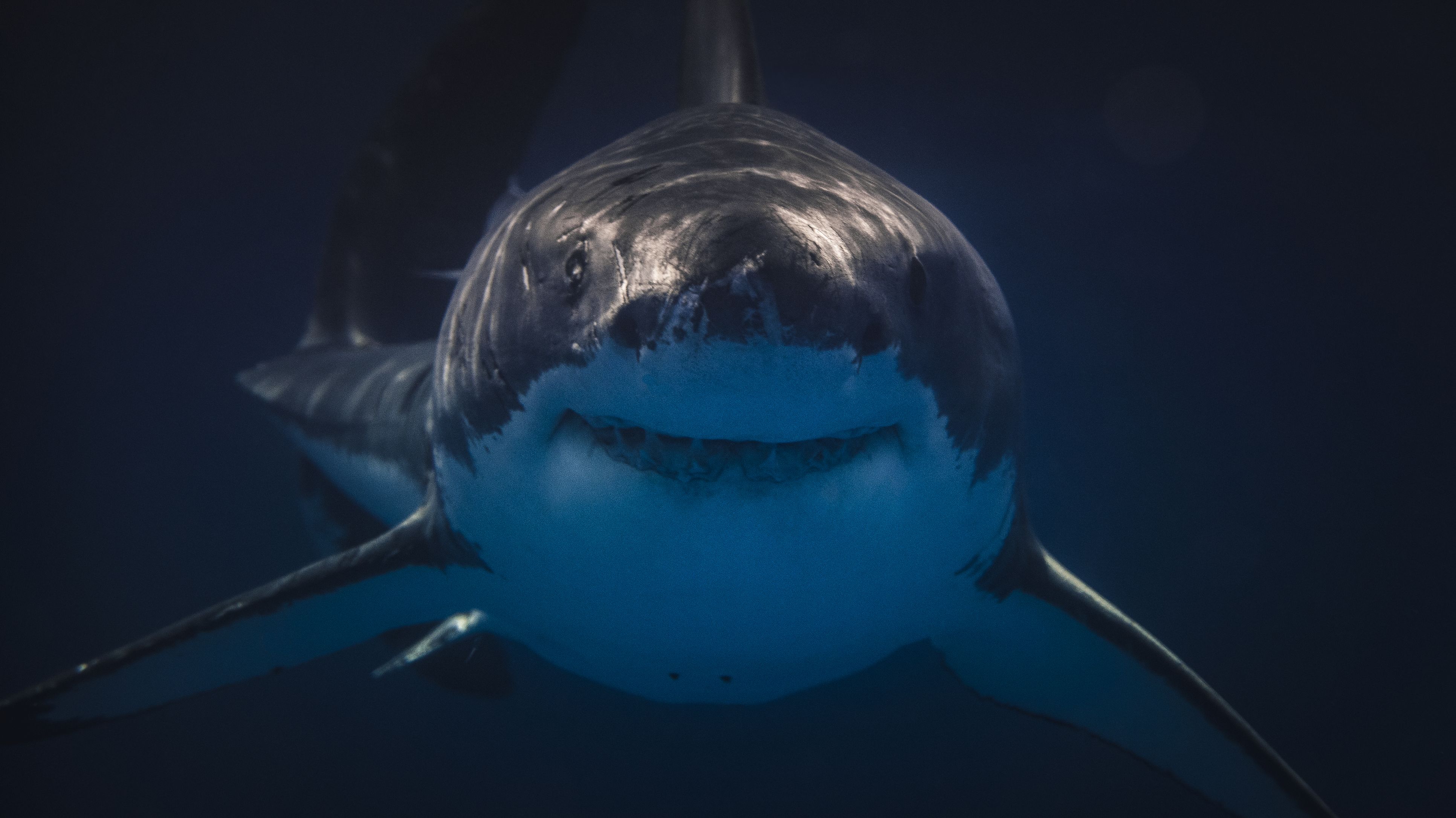 fish feed and grow killing the great white shark