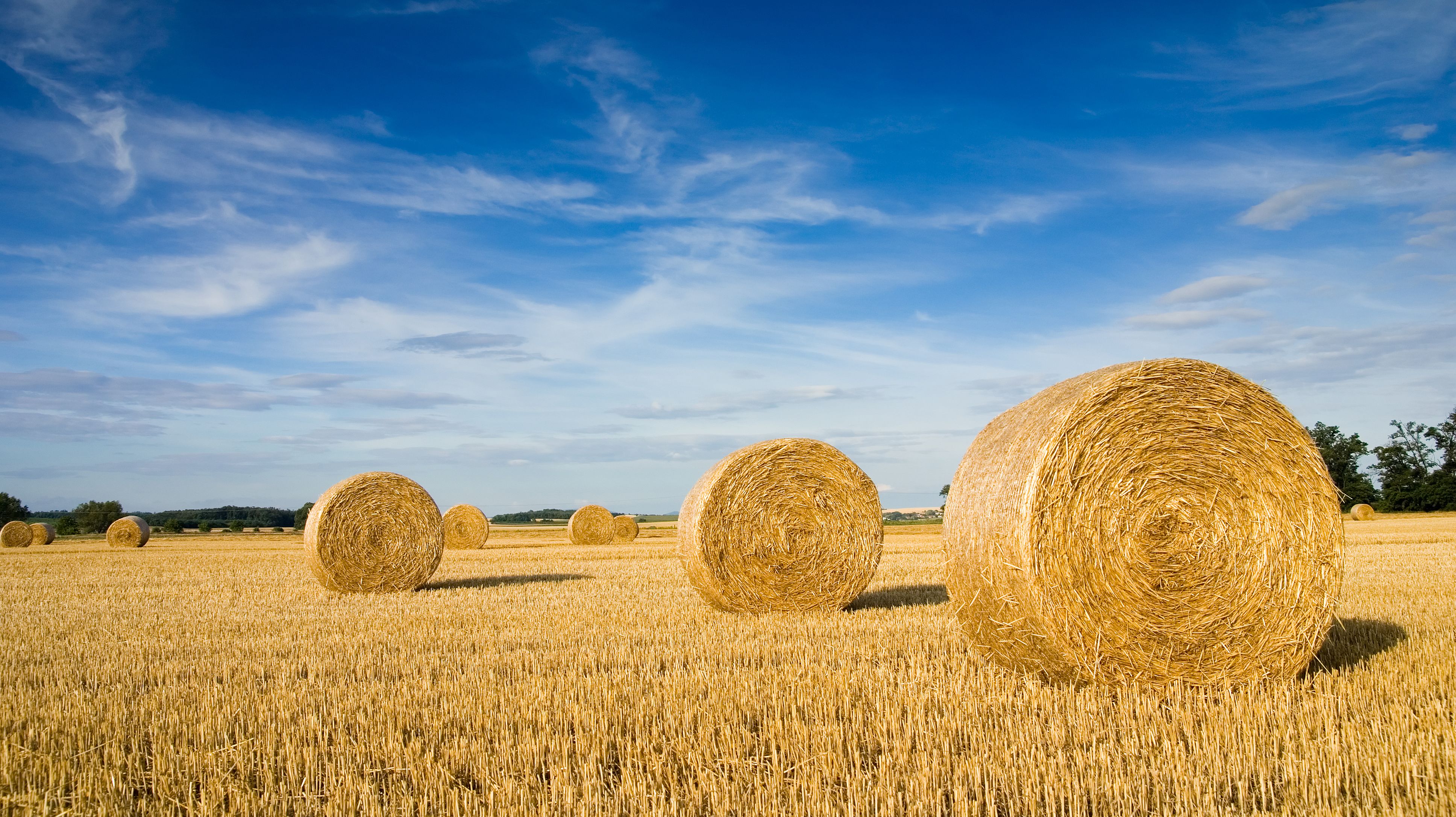 What #39 s the Difference Between Straw and Hay? Mental Floss