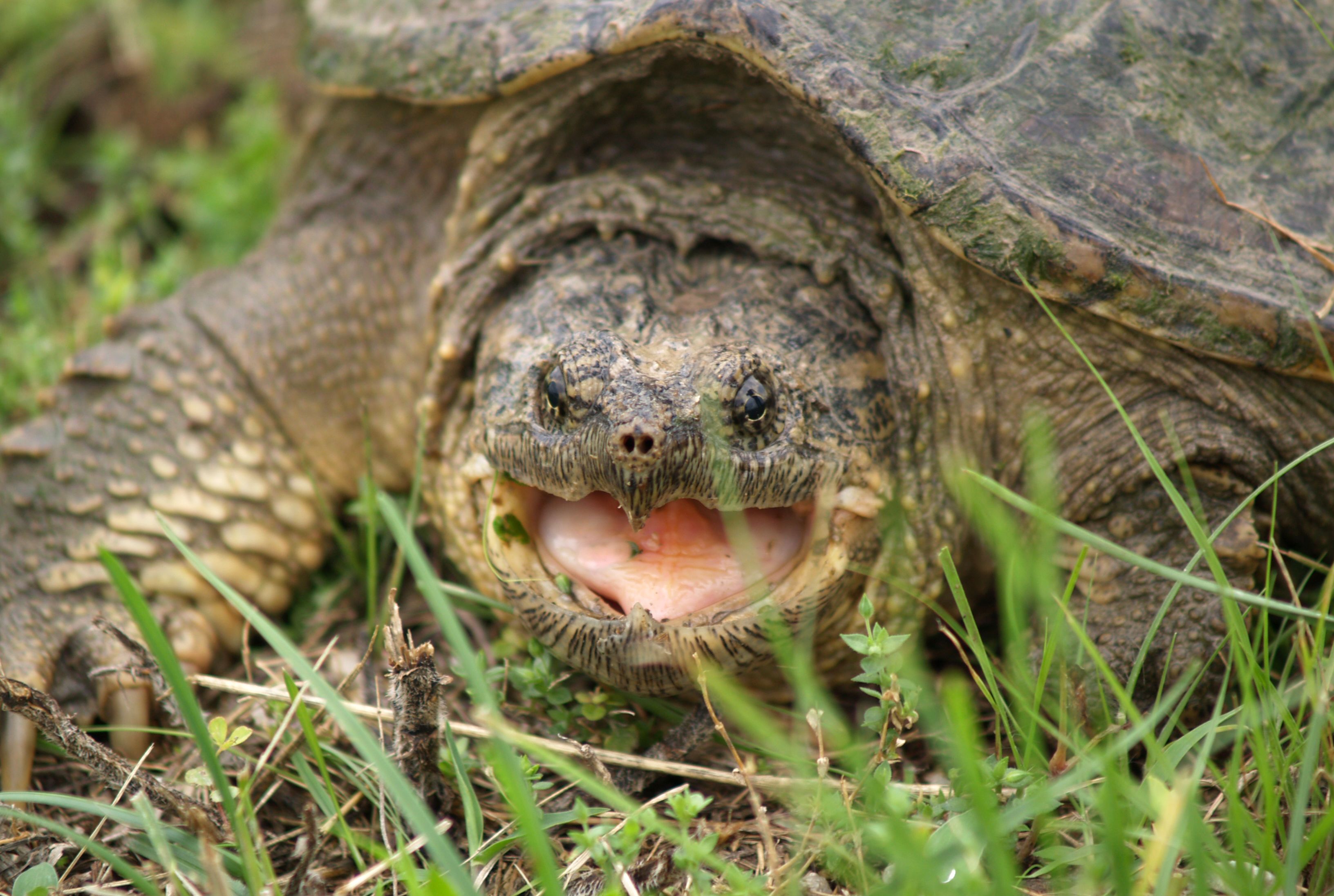 10 Biting Facts About Snapping Turtles Mental Floss