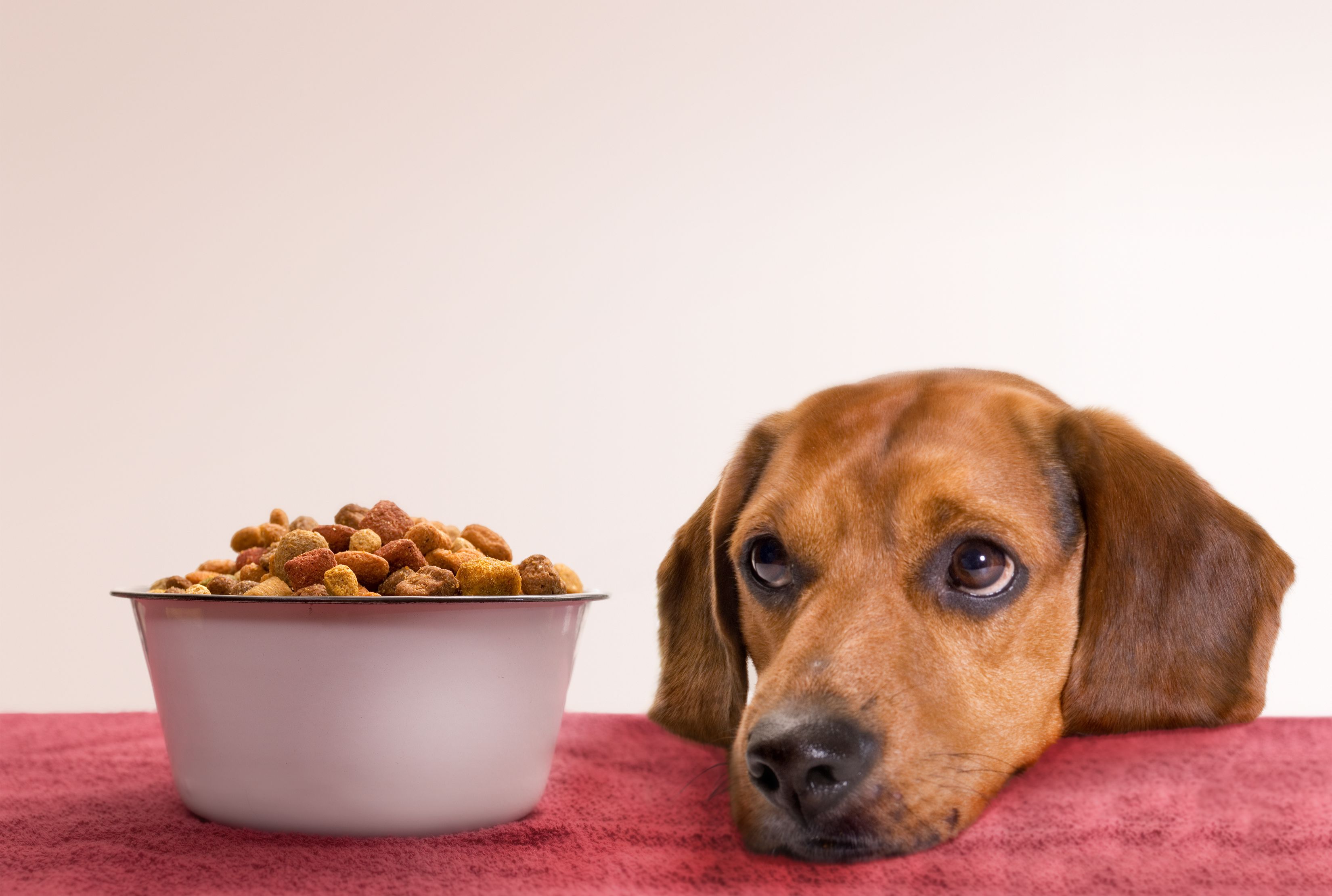 Potato-Based Pet Food Could Be Linked 