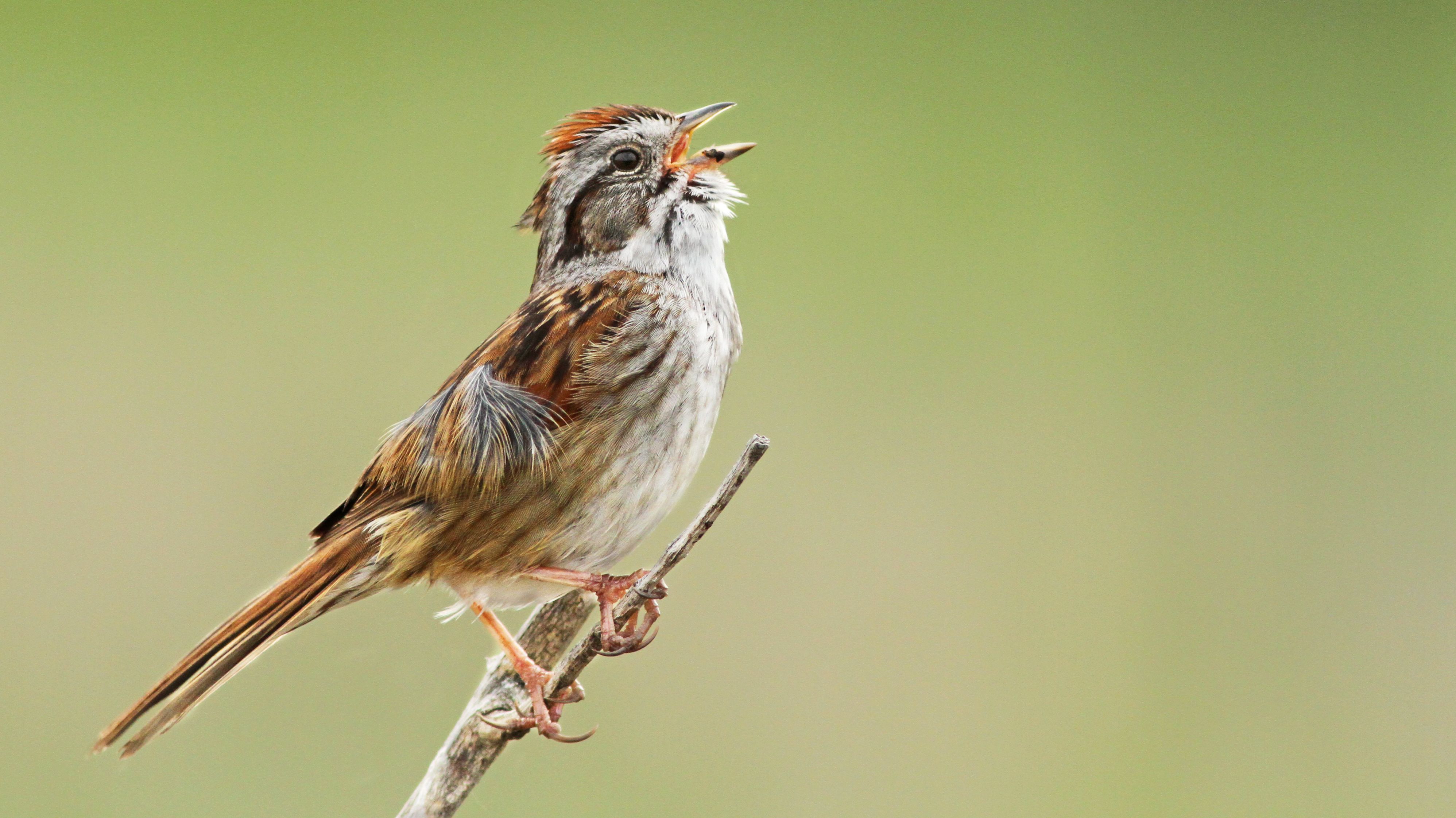 sparrow careers sparrow careers