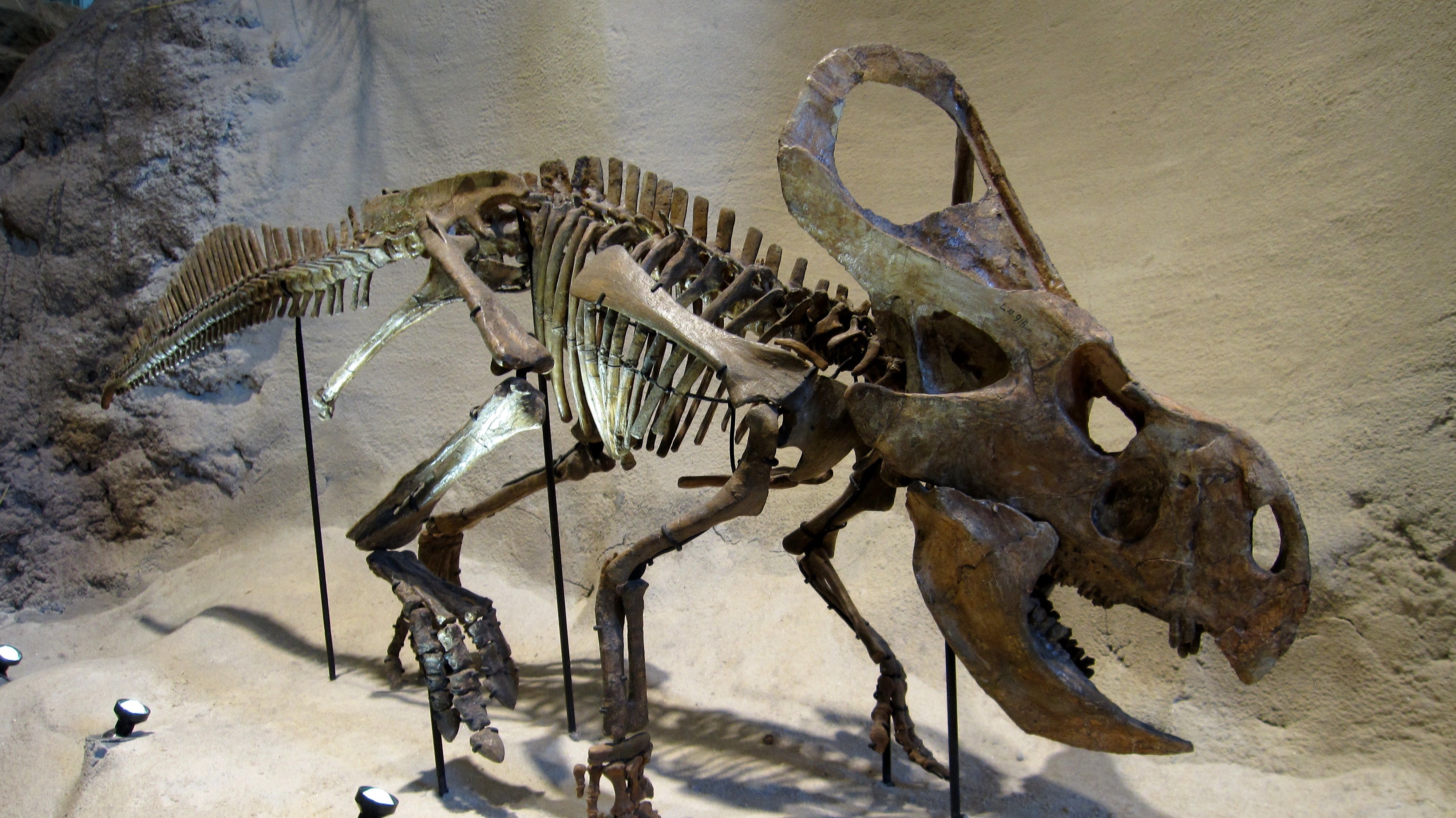 8 Types of Imaginary Creatures "Discovered" In Fossils Mental Floss