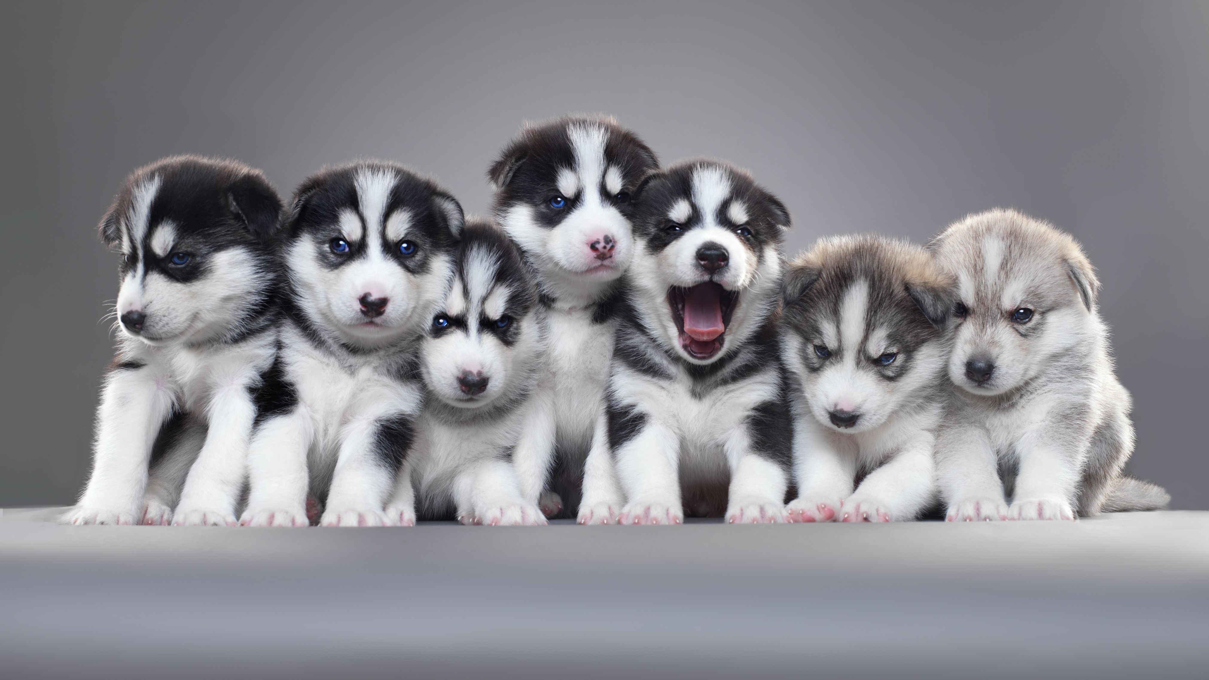 25 Facts About Puppies Mental Floss