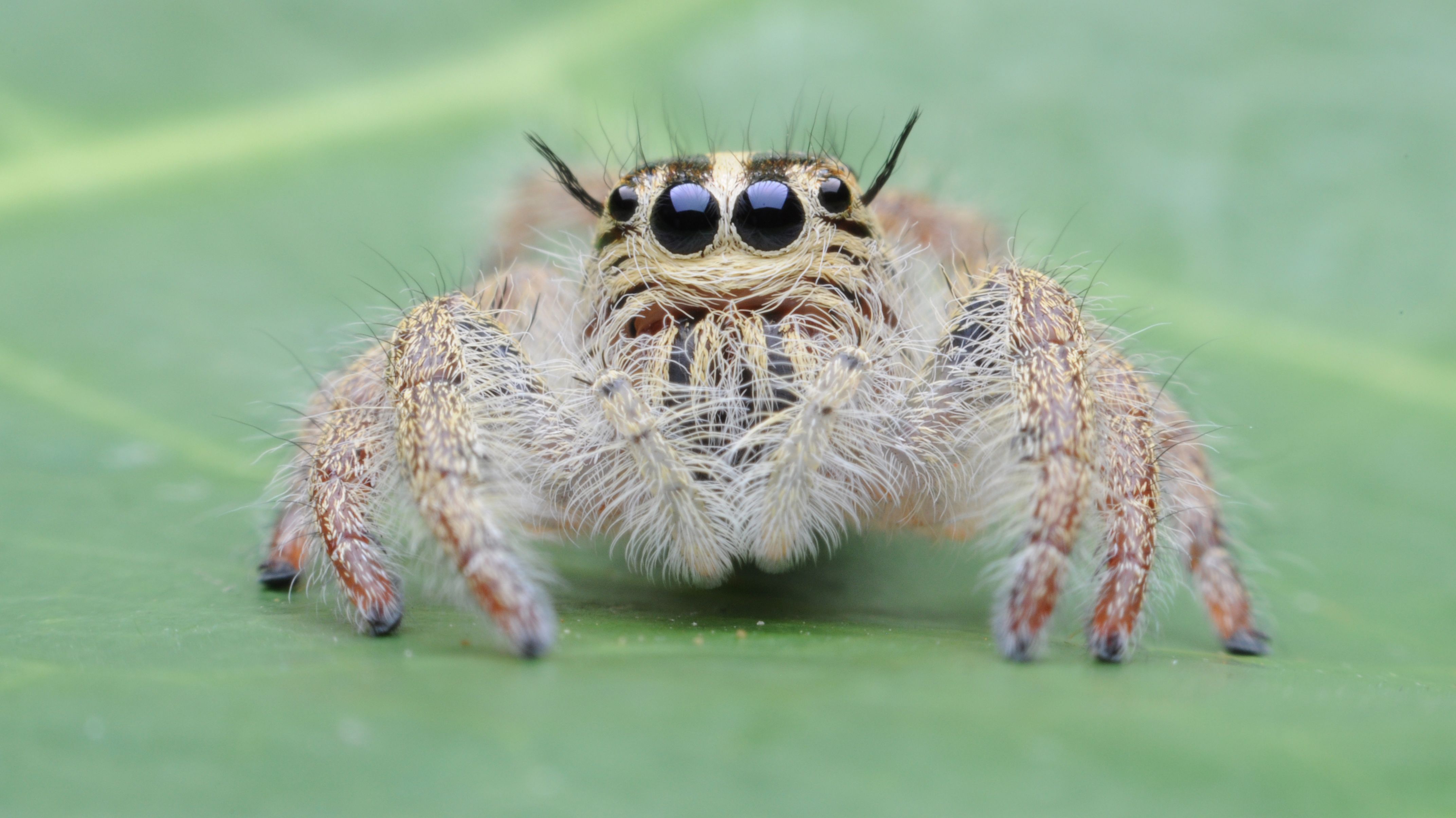 Watch A Trained Spider Named Kim Leap Six Times Its Body Length Mental Floss