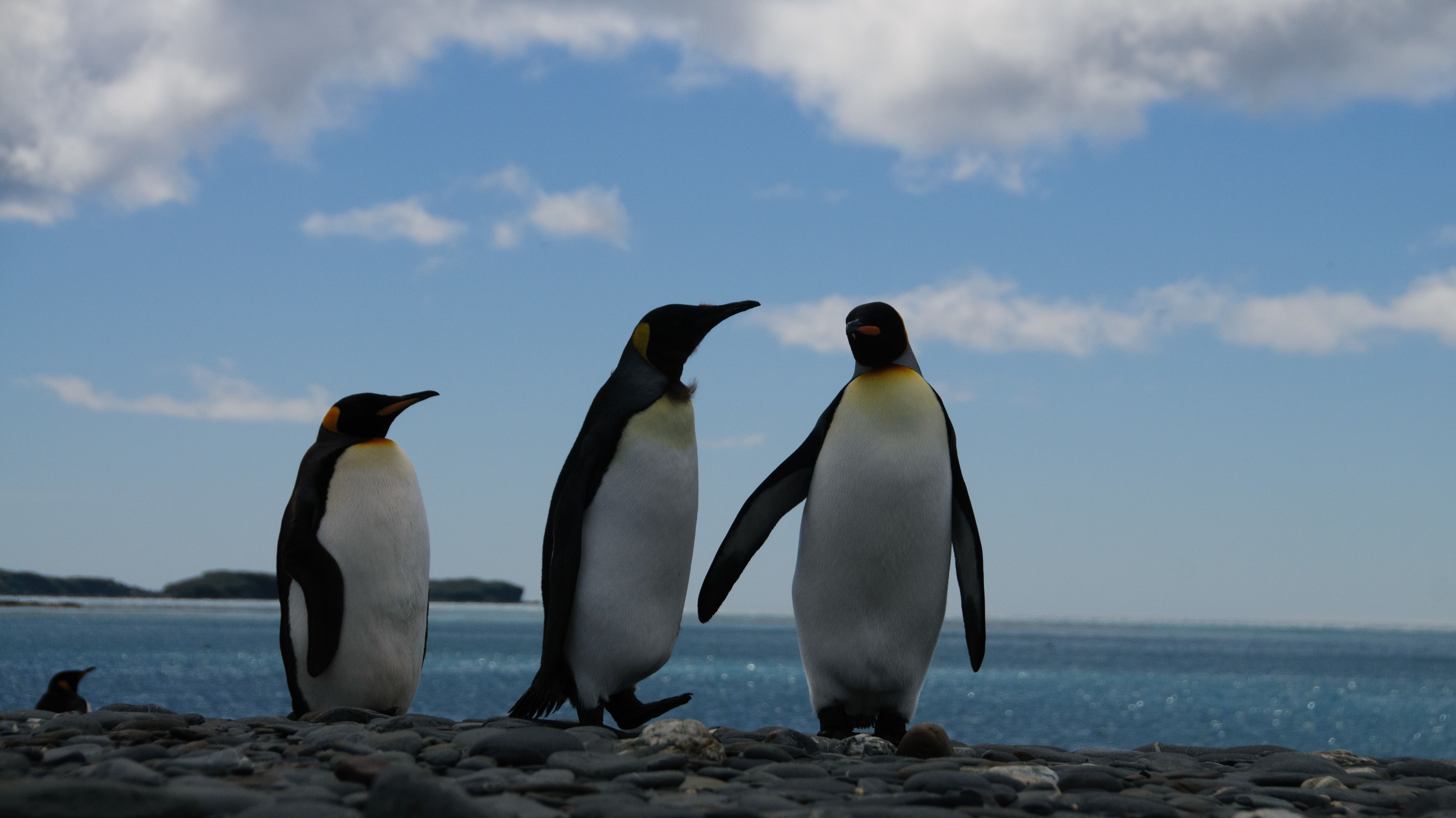 The Fossil of a Human-Sized Penguin Has Been Unearthed in New Zealand ...