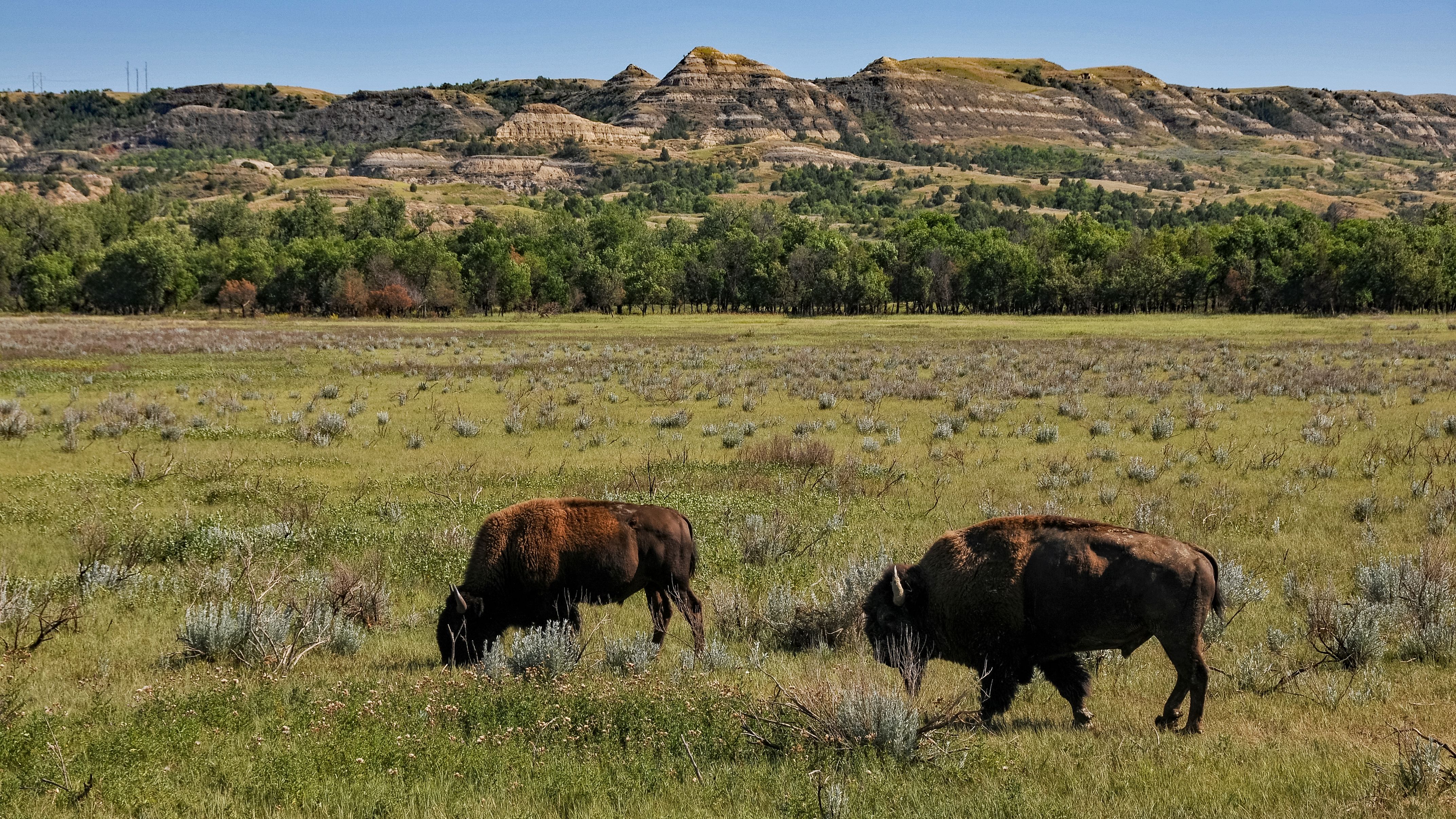 12 Facts About Theodore Roosevelt National Park