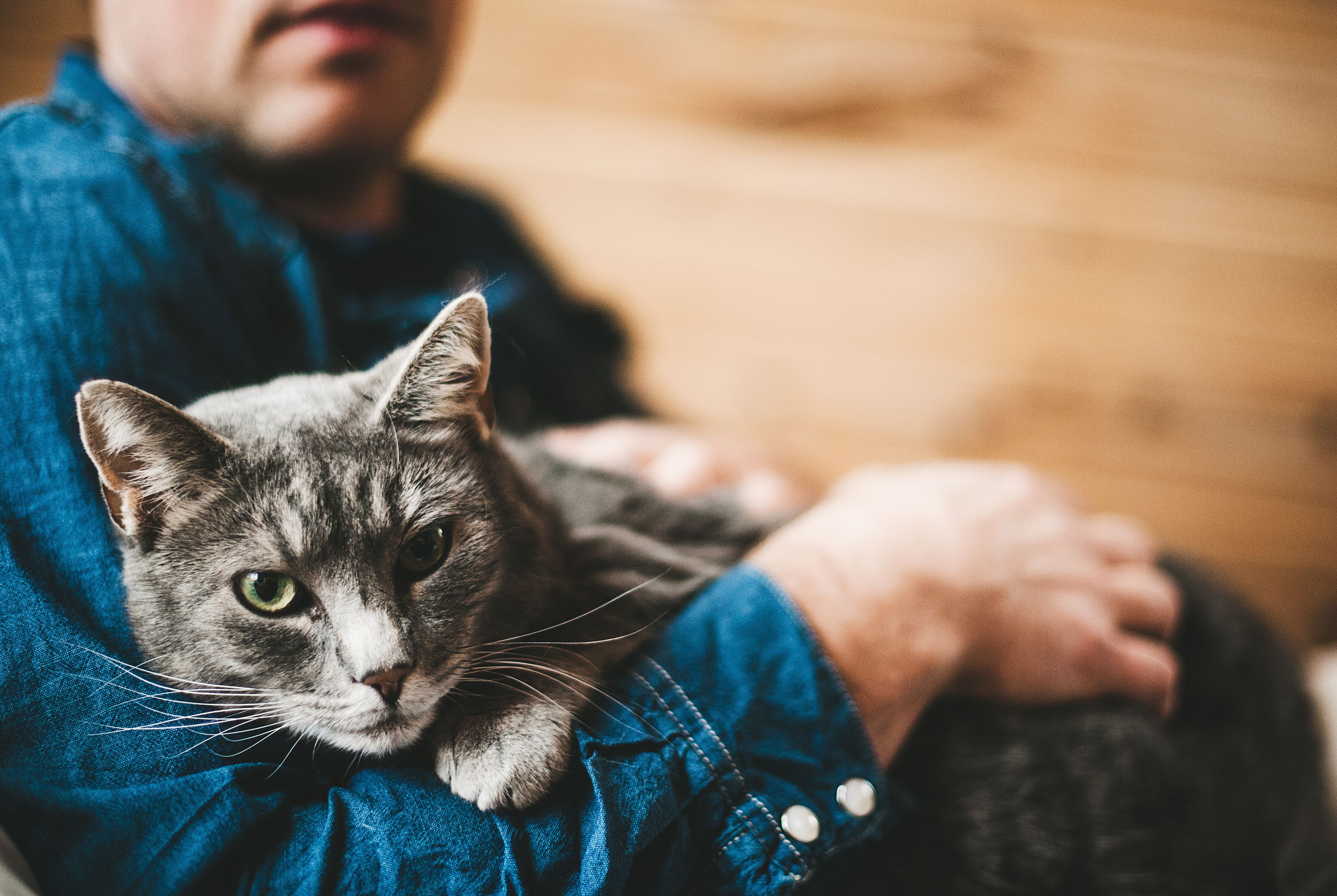 cute things for kittens