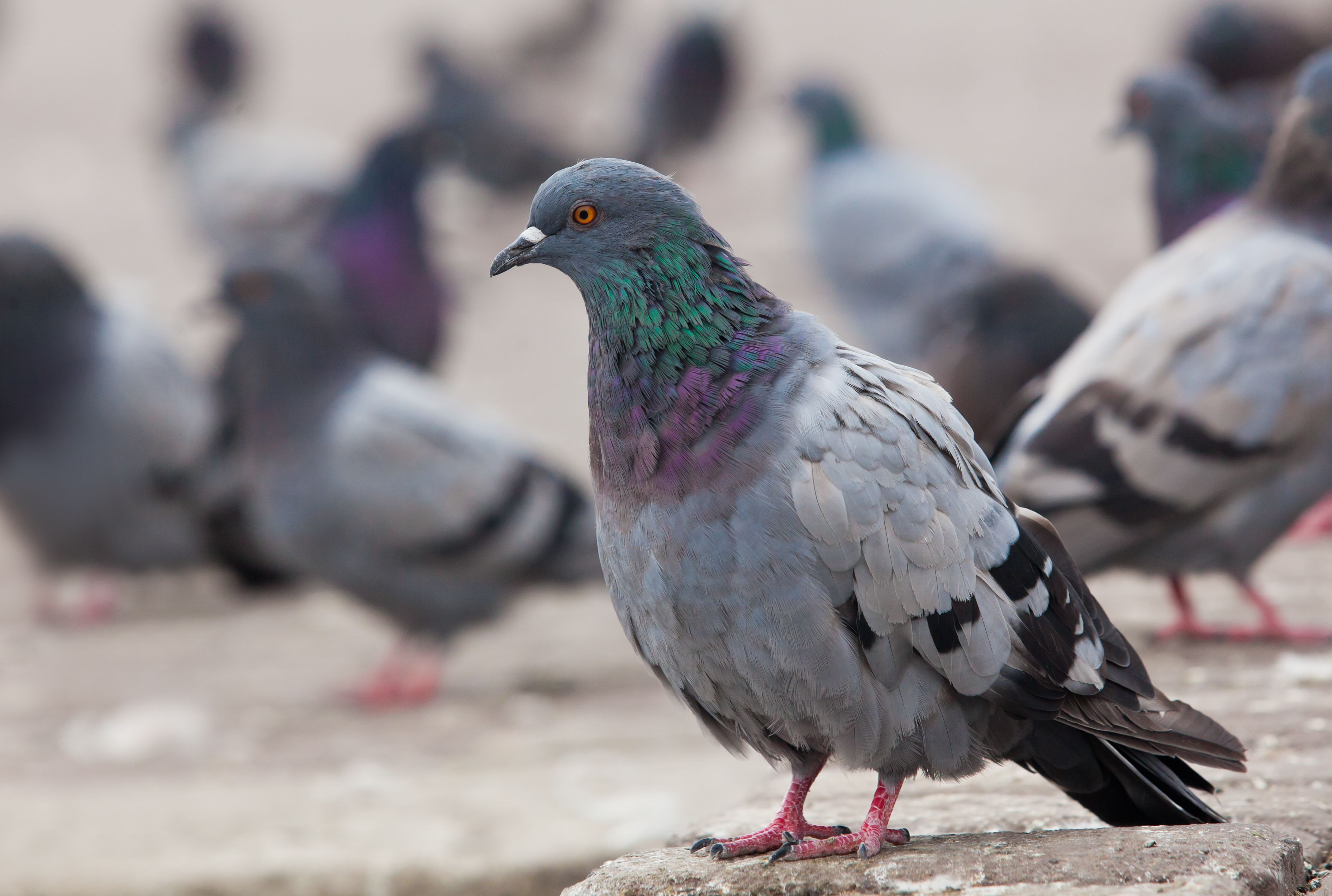 What S The Difference Between Pigeons And Doves Mental Floss