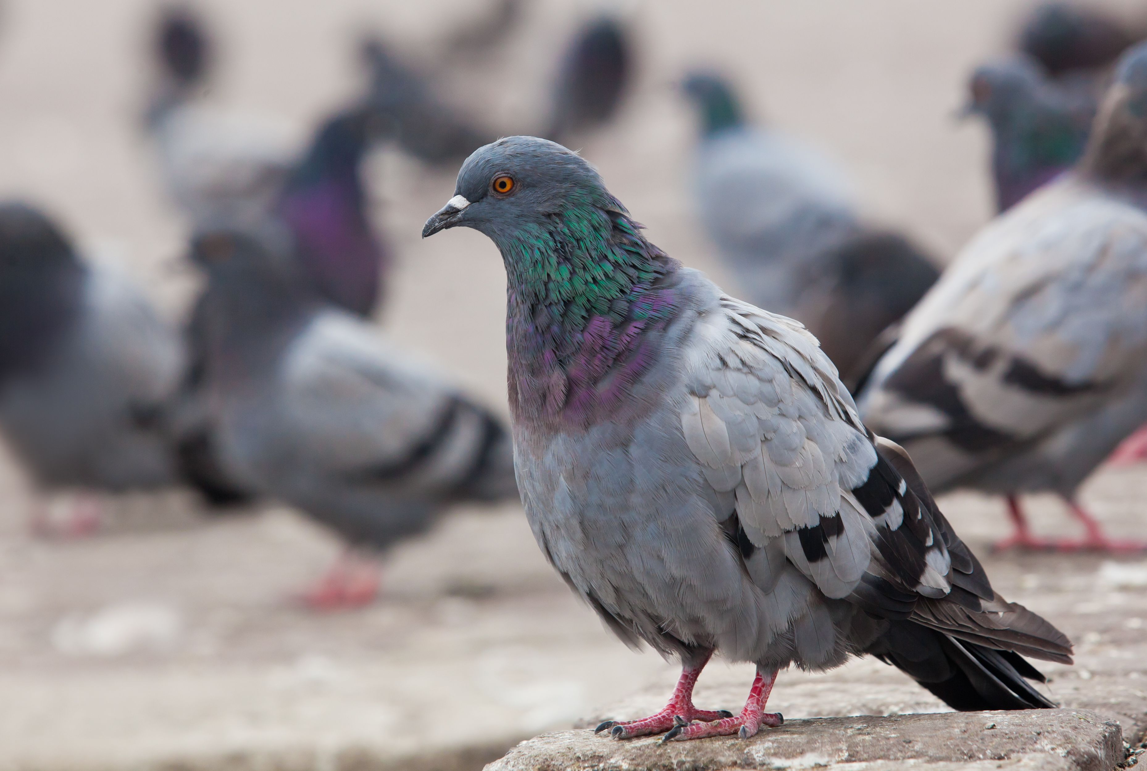 What S The Difference Between Pigeons And Doves Mental Floss What S The Difference Between Pigeons And Doves Mental Floss