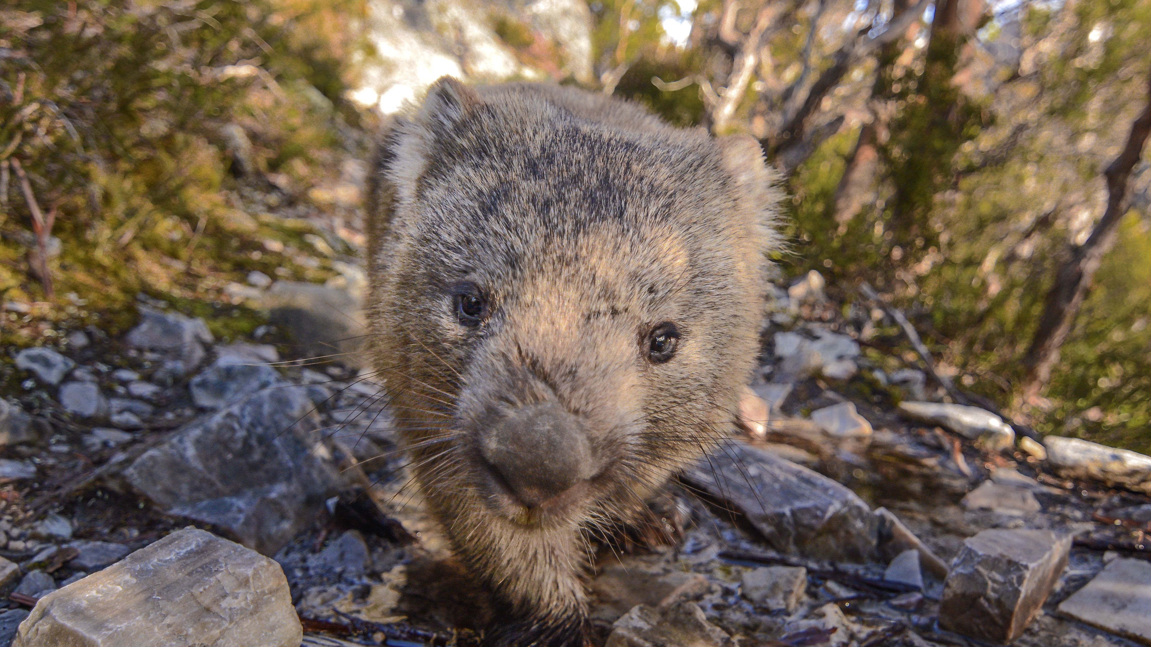 Get Wallpaper This Australian Island Wants Visitors To Stop Taking Wombat HD