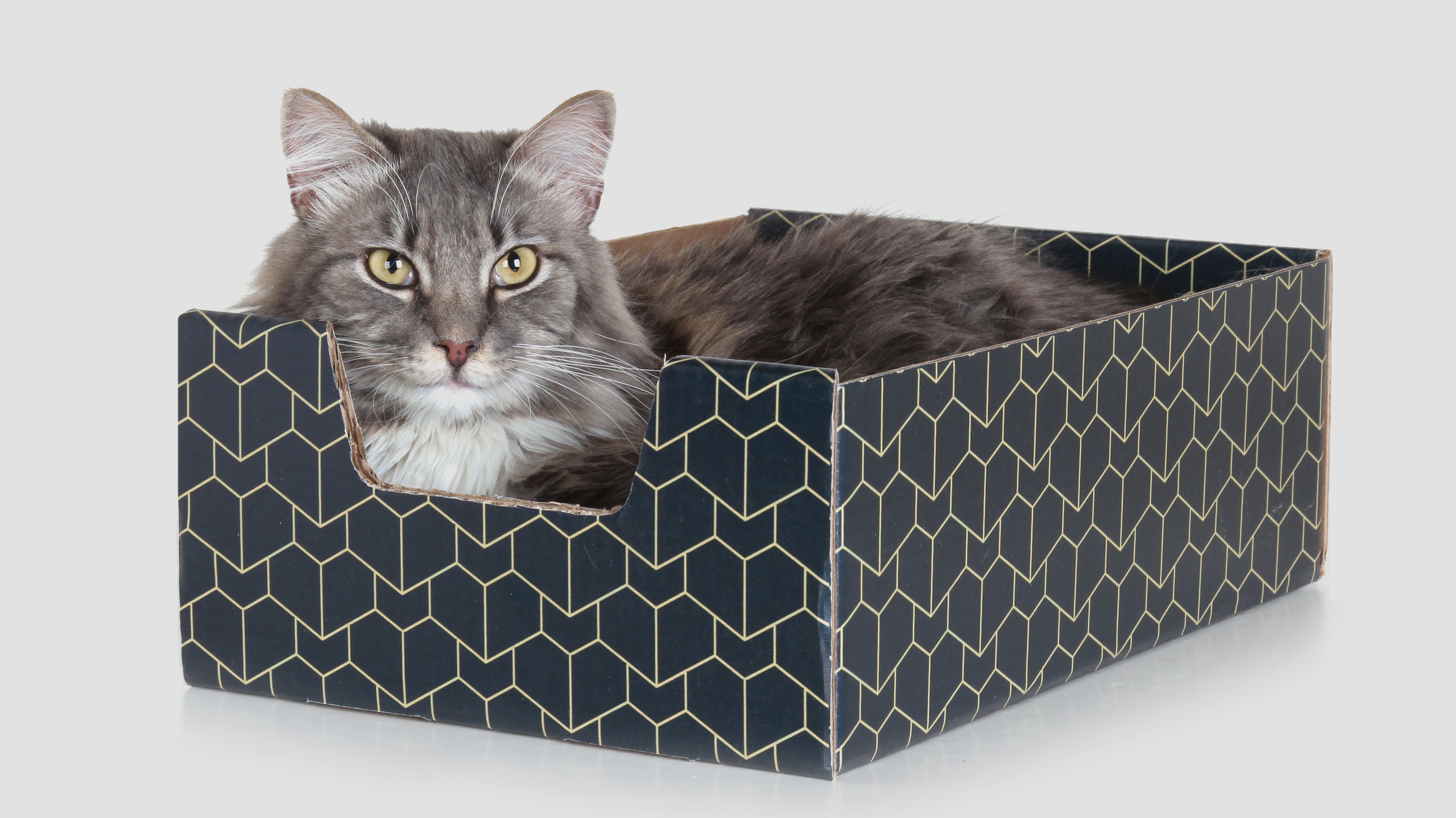 Cat In A Cardboard Box Chapter 1 This Stylish Cardboard Box Is Designed to Be Your Cat’s New Favorite