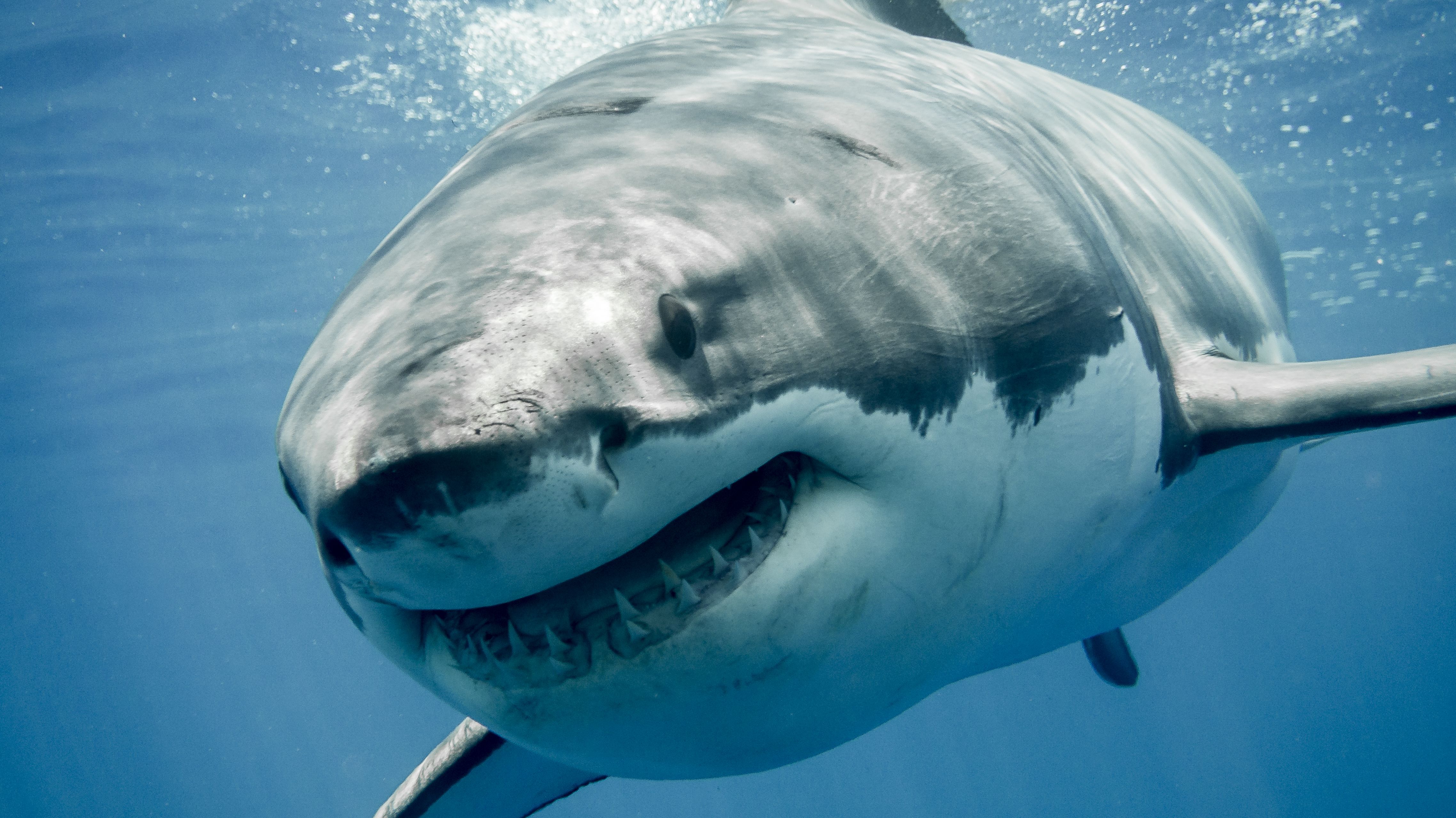 big shark big shark