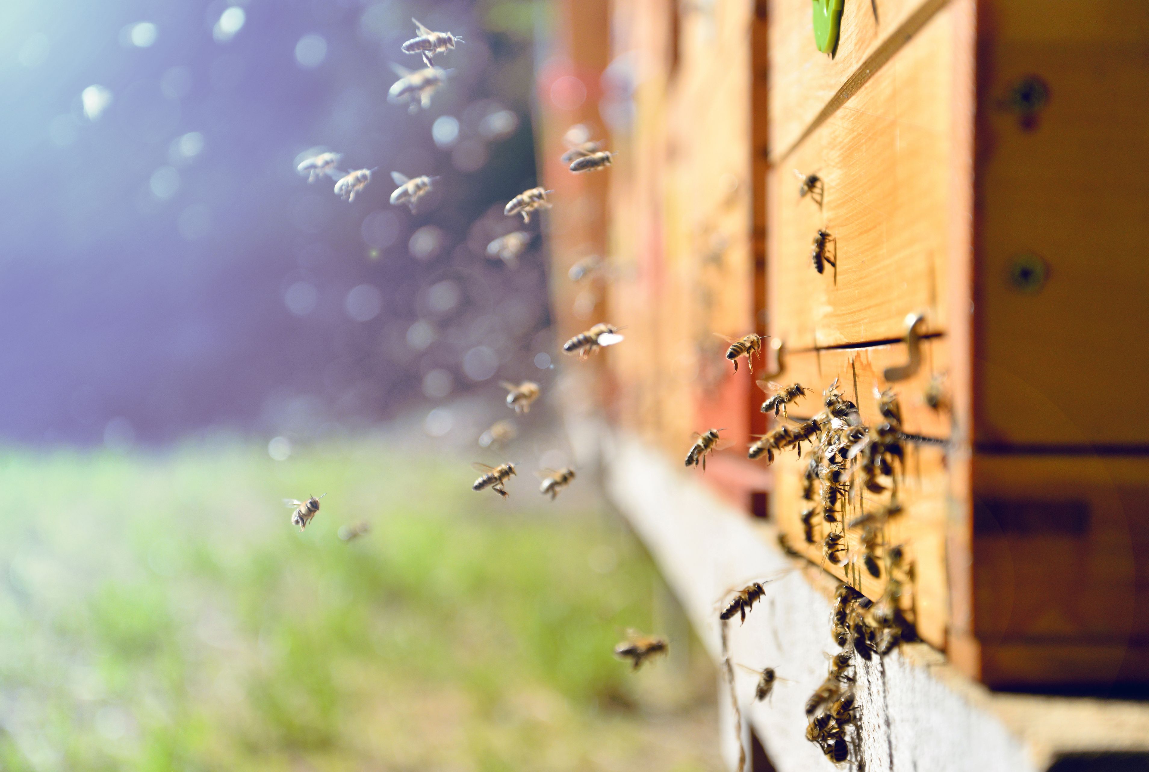 Amsterdam Hopes To Save Bee Populations With Its Insect Hotels