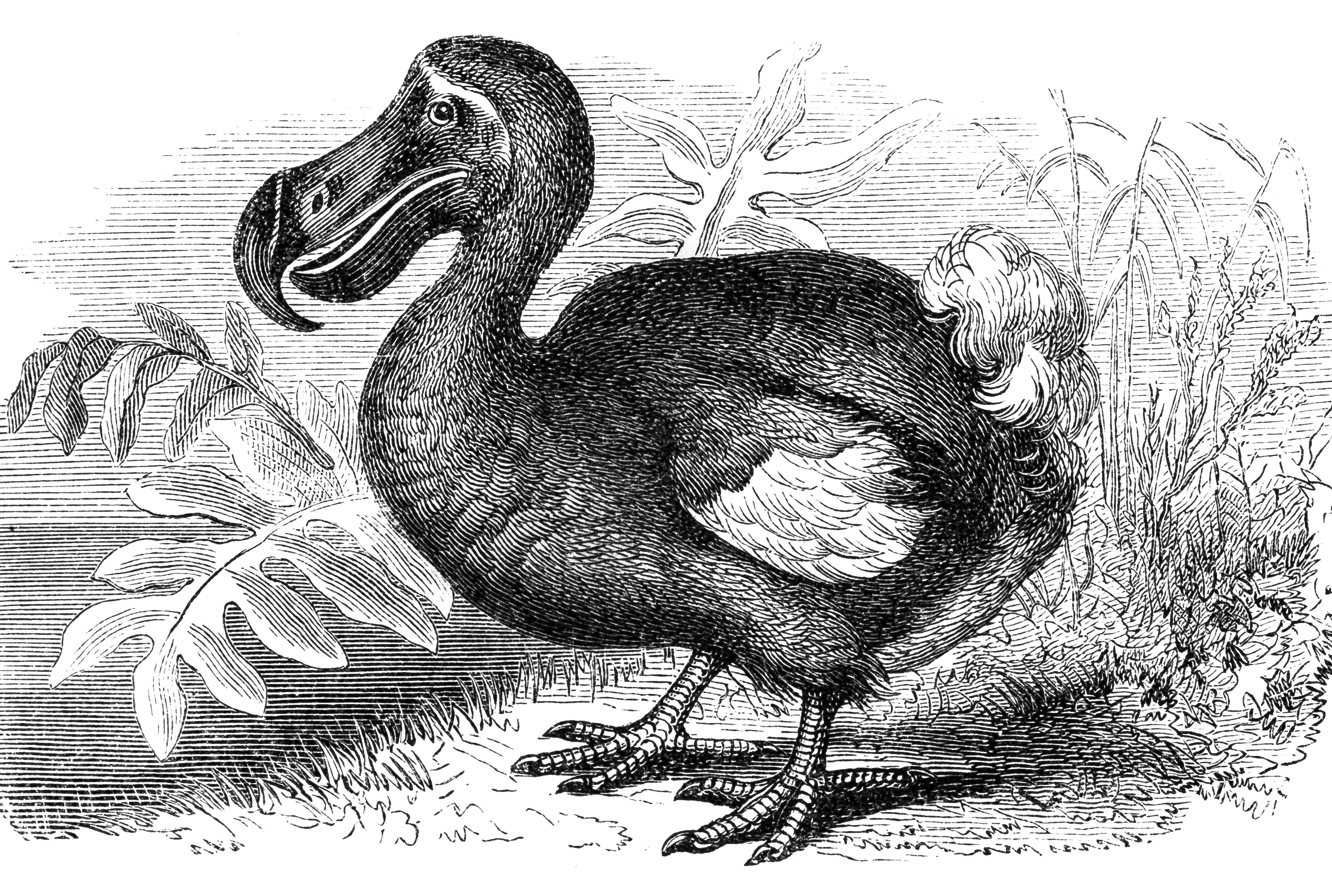 11 Things We Know About The Dodo Mental Floss - 