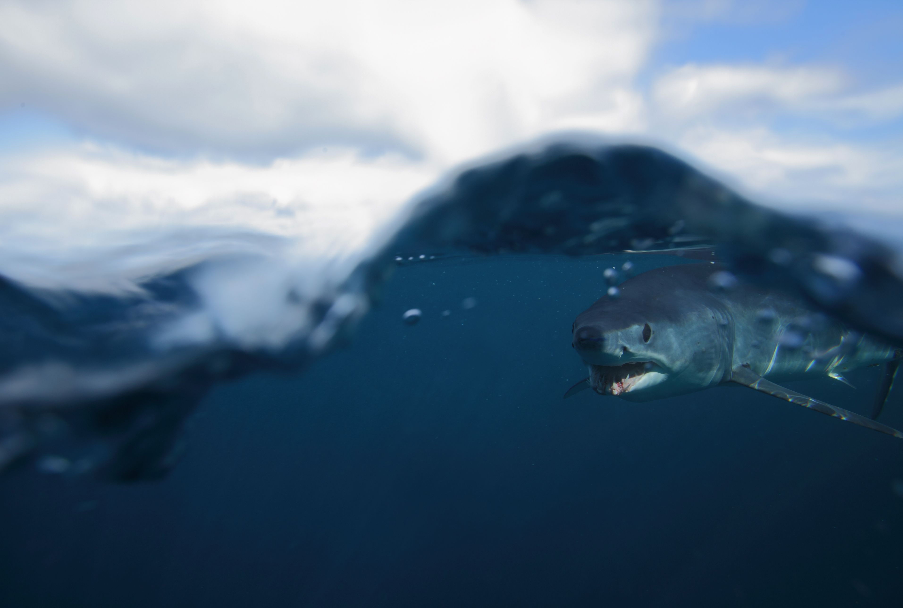 11 Facts About Mako Sharks Mental Floss 11 Facts About Mako Sharks Mental Floss