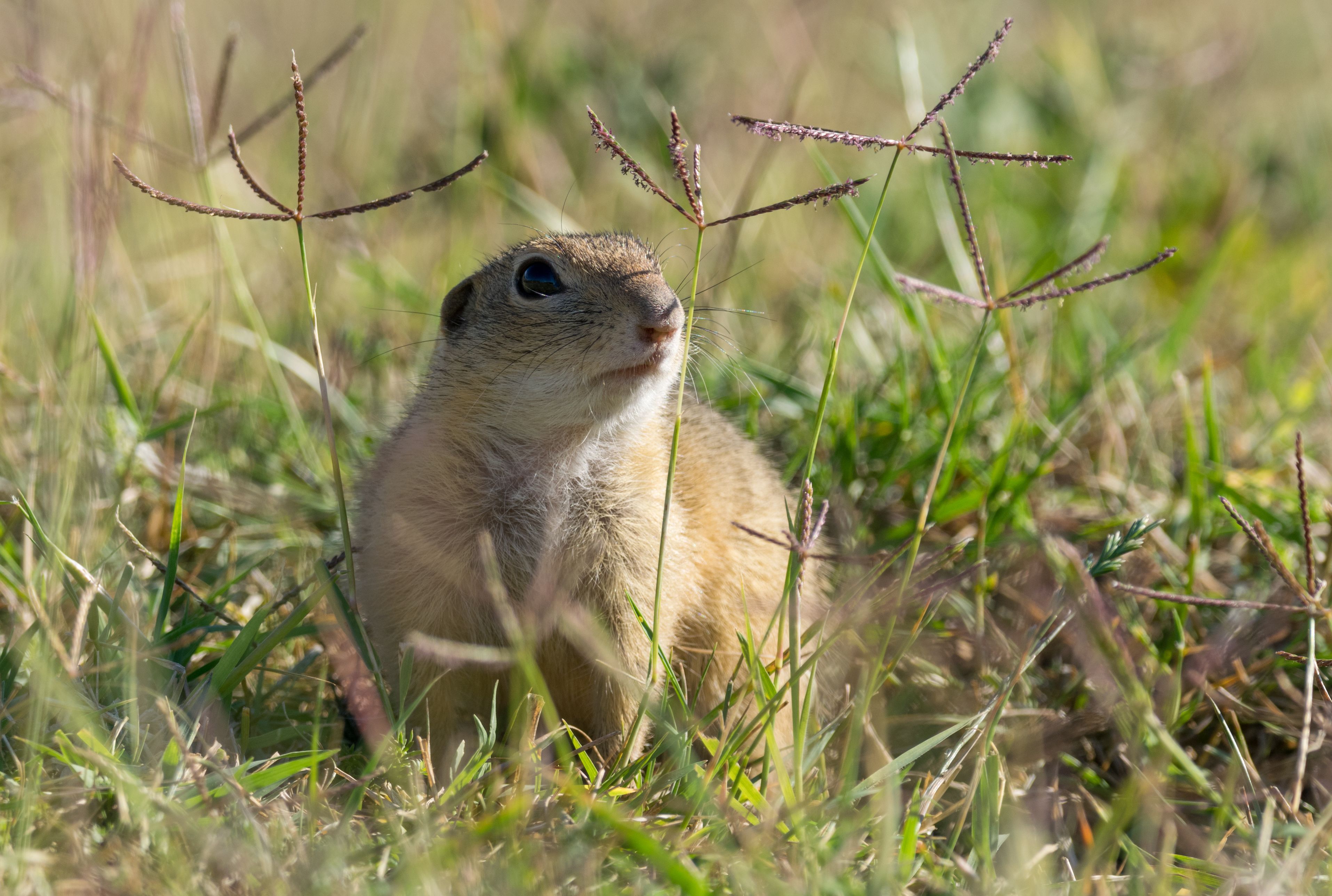 What S The Difference Between Gophers And Groundhogs Mental Floss
