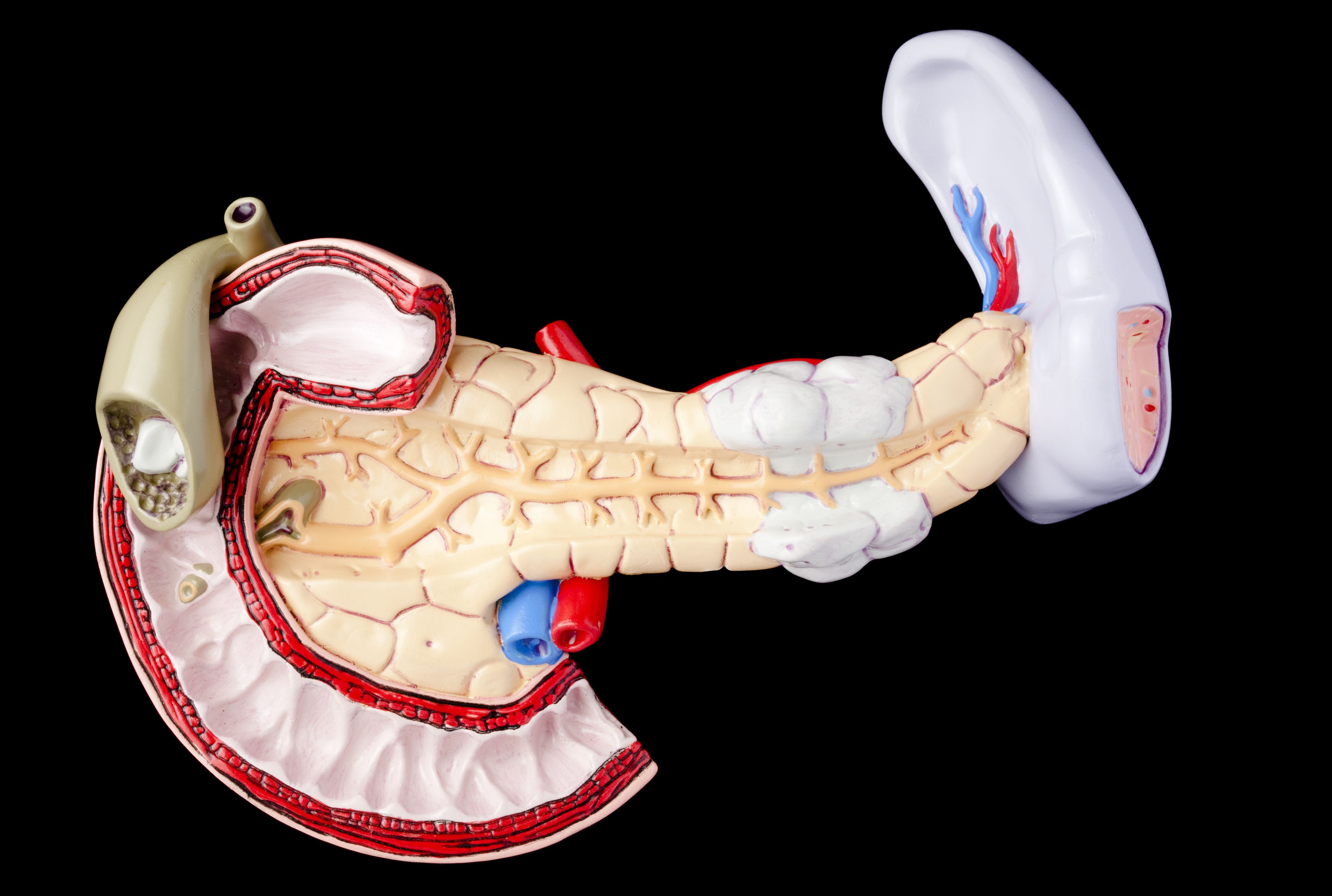 12 Facts About The Pancreas Mental Floss