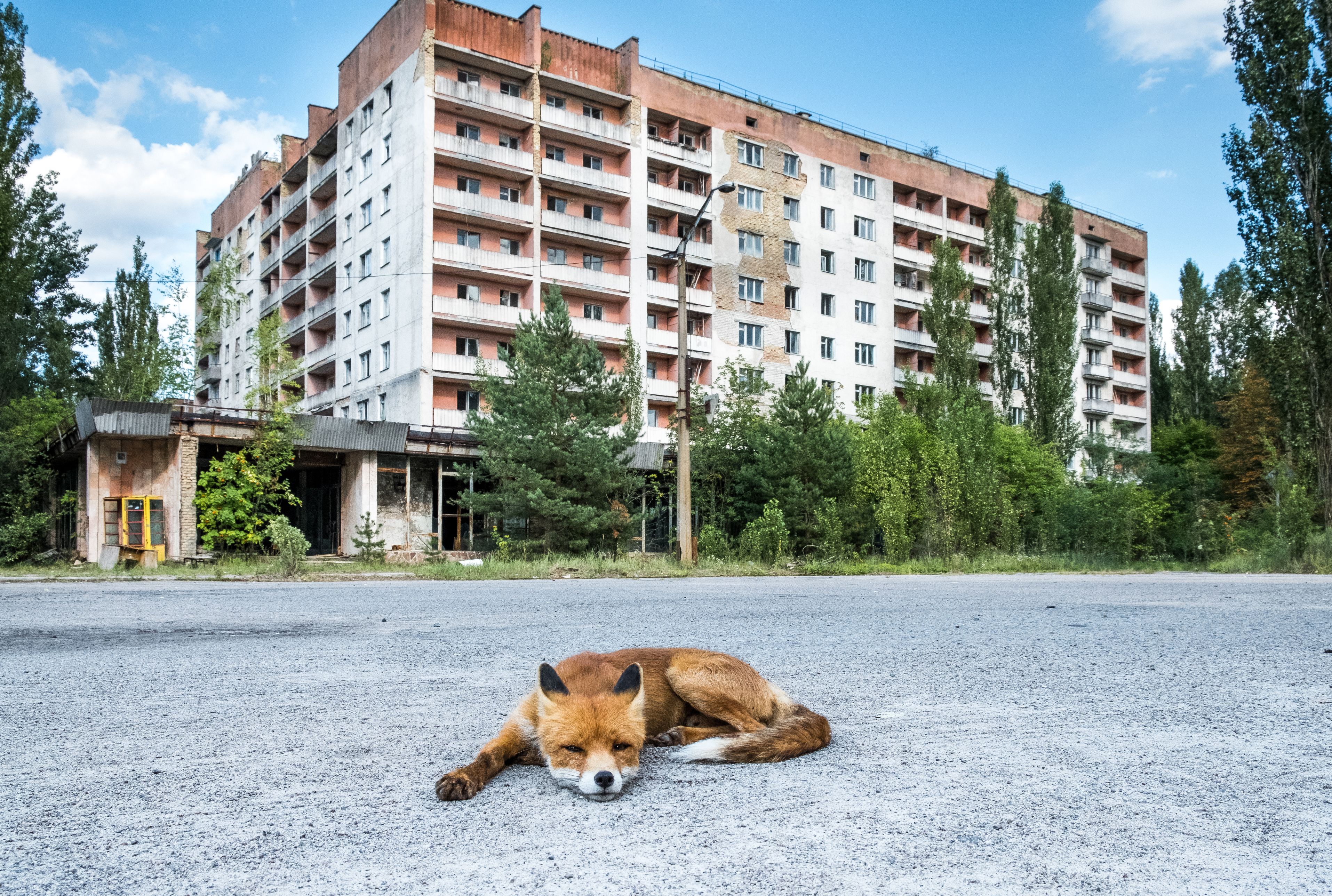8 Facts About The Animals Of Chernobyl Mental Floss