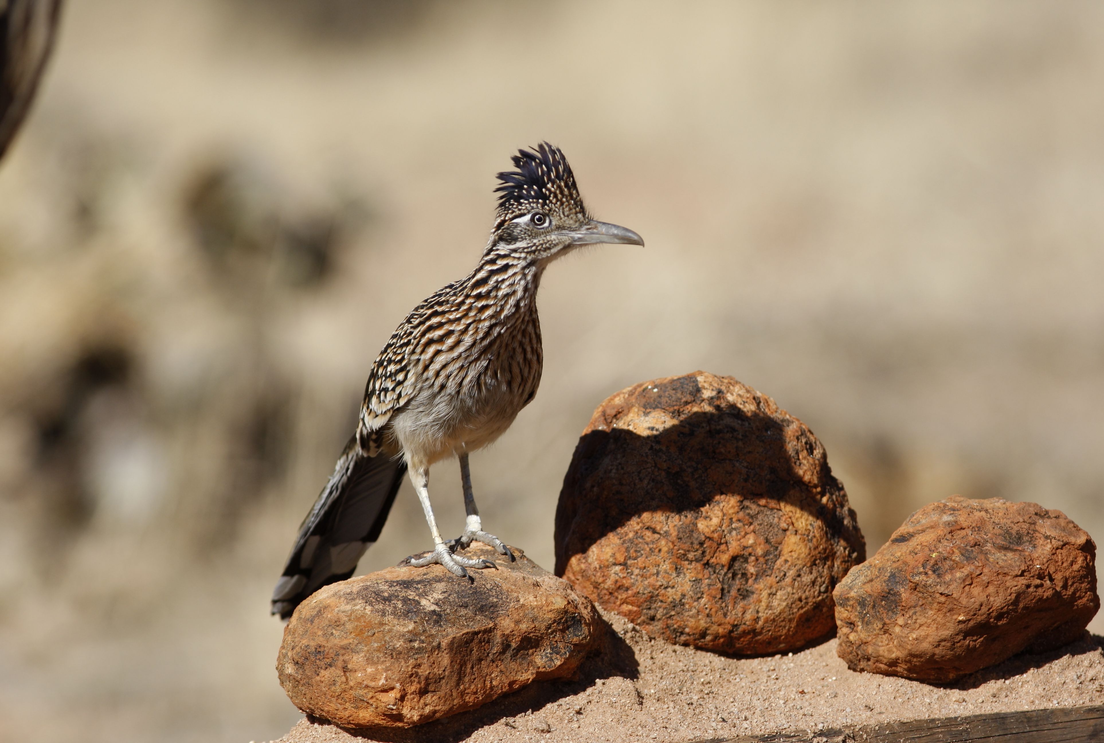 wallpapers Roadrunner Flying 10 quick facts about roadrunners