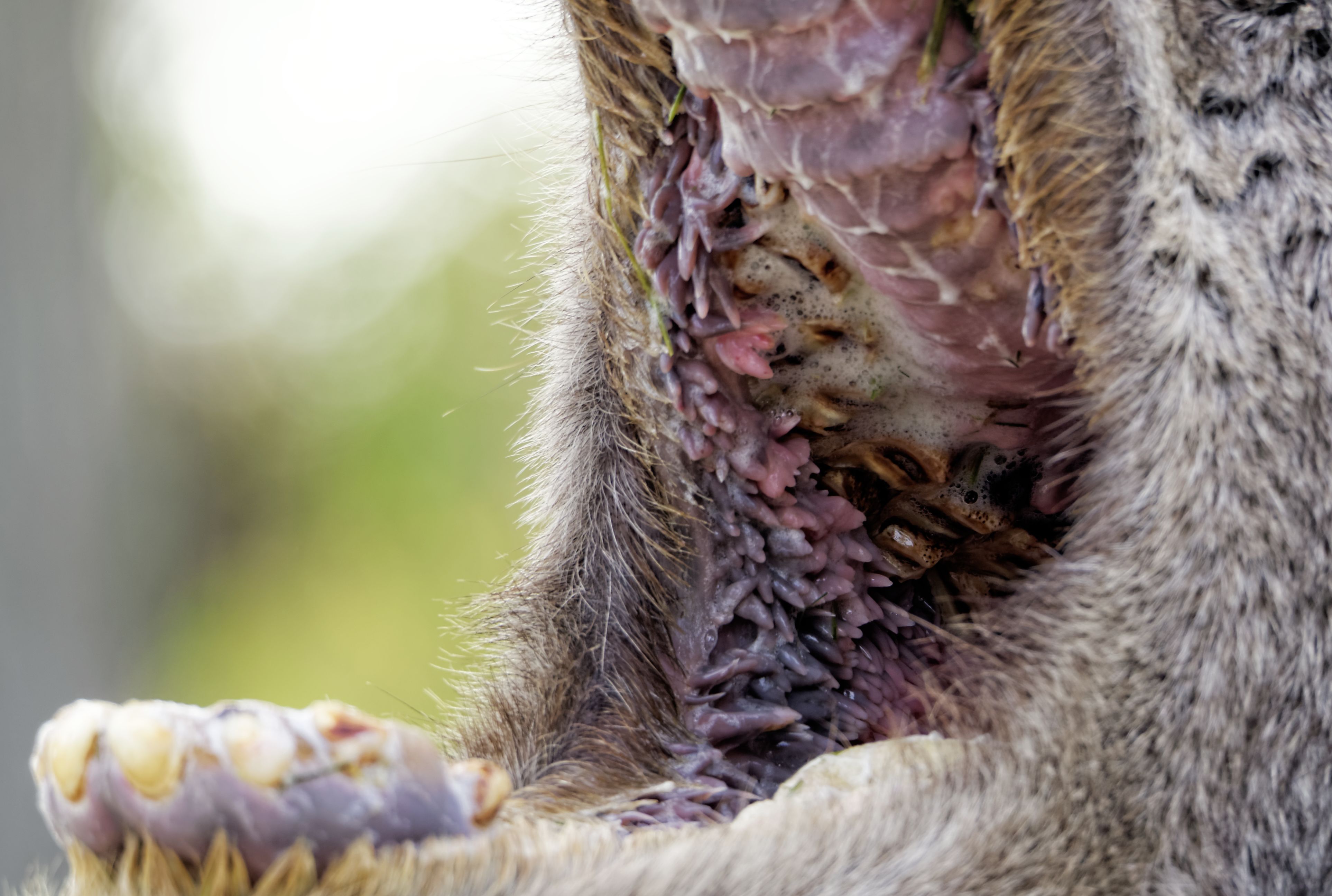 Why The Inside Of A Camel S Mouth Looks Like A Sarlacc Pit Mental Floss