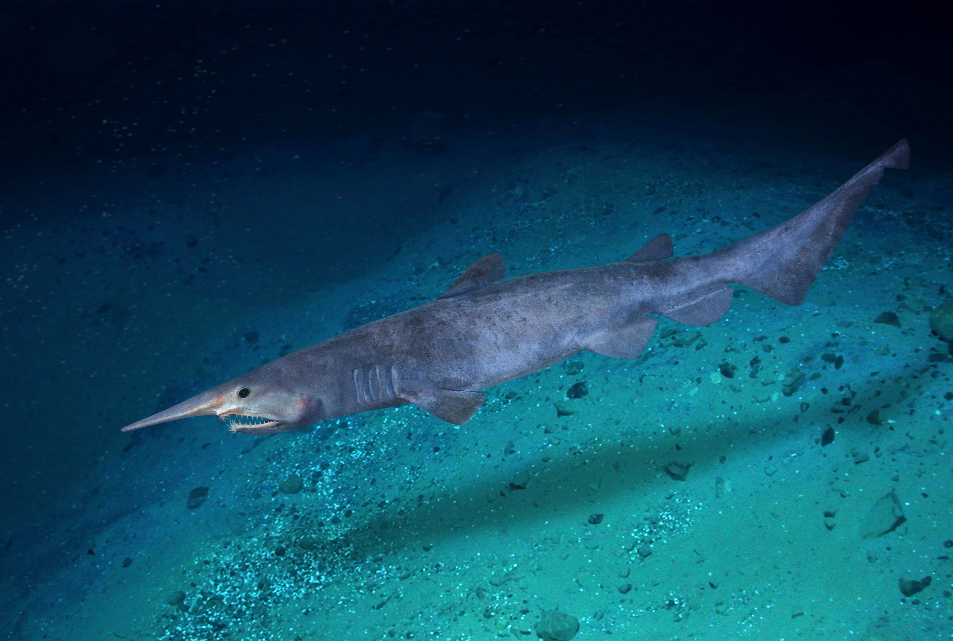 12 Facts About Goblin Sharks Mental Floss