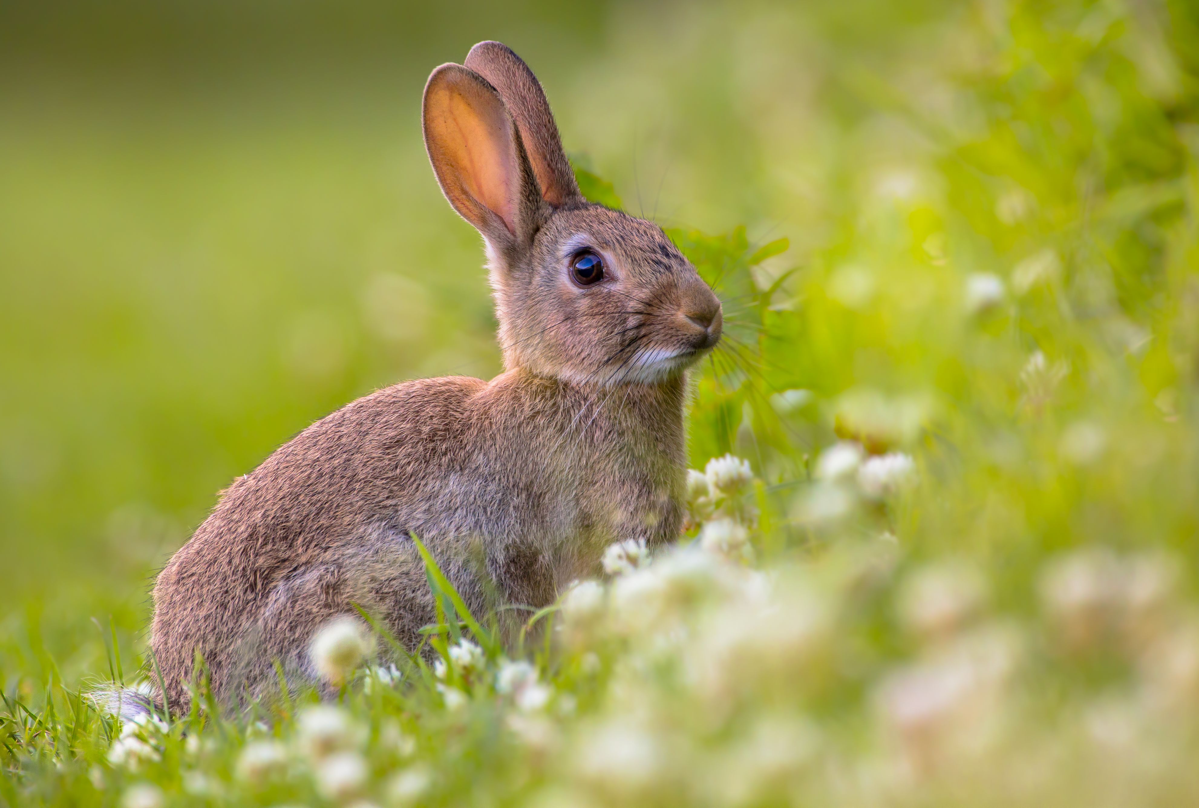 Are Rabbits As Prolific As Everybody Says Mental Floss
