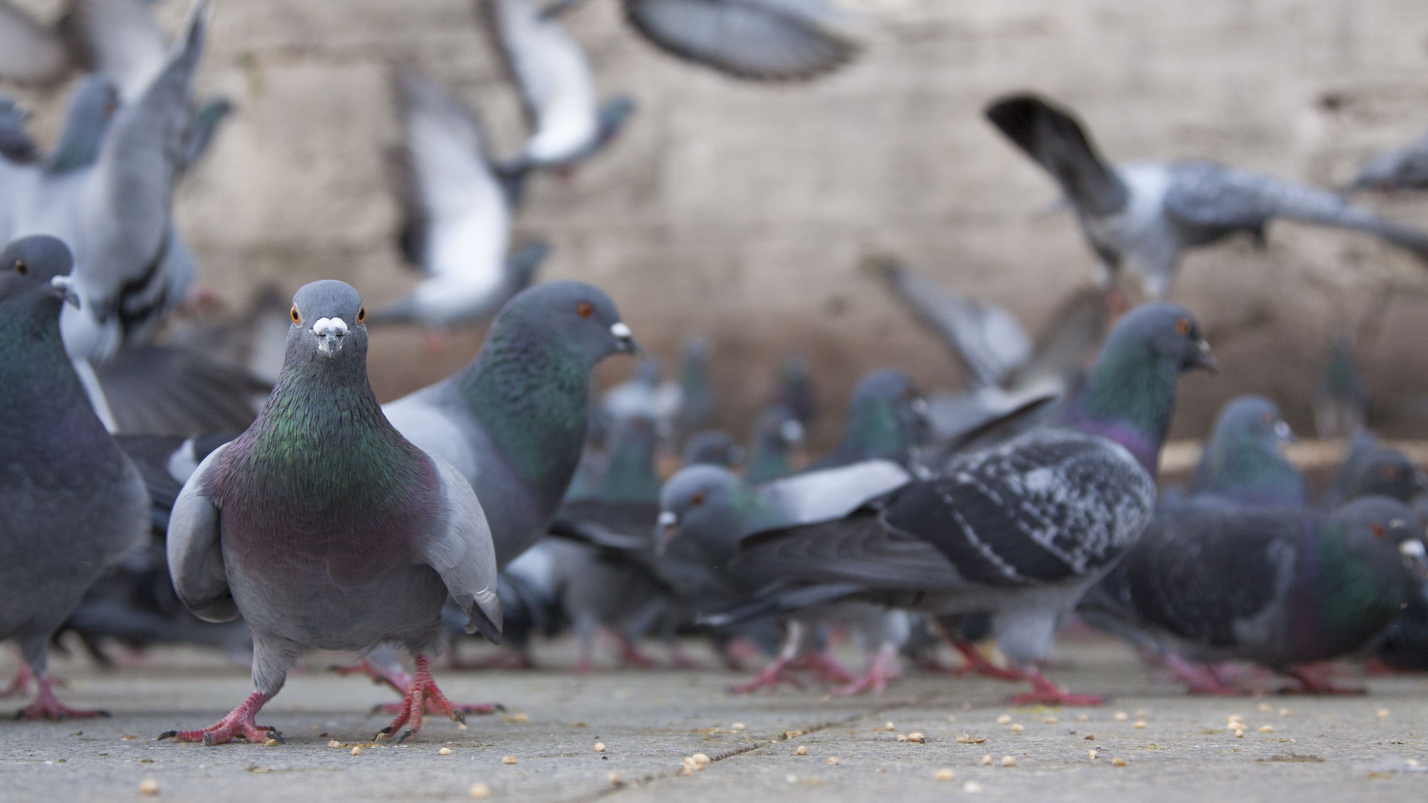 15 Incredible Facts About Pigeons Mental Floss