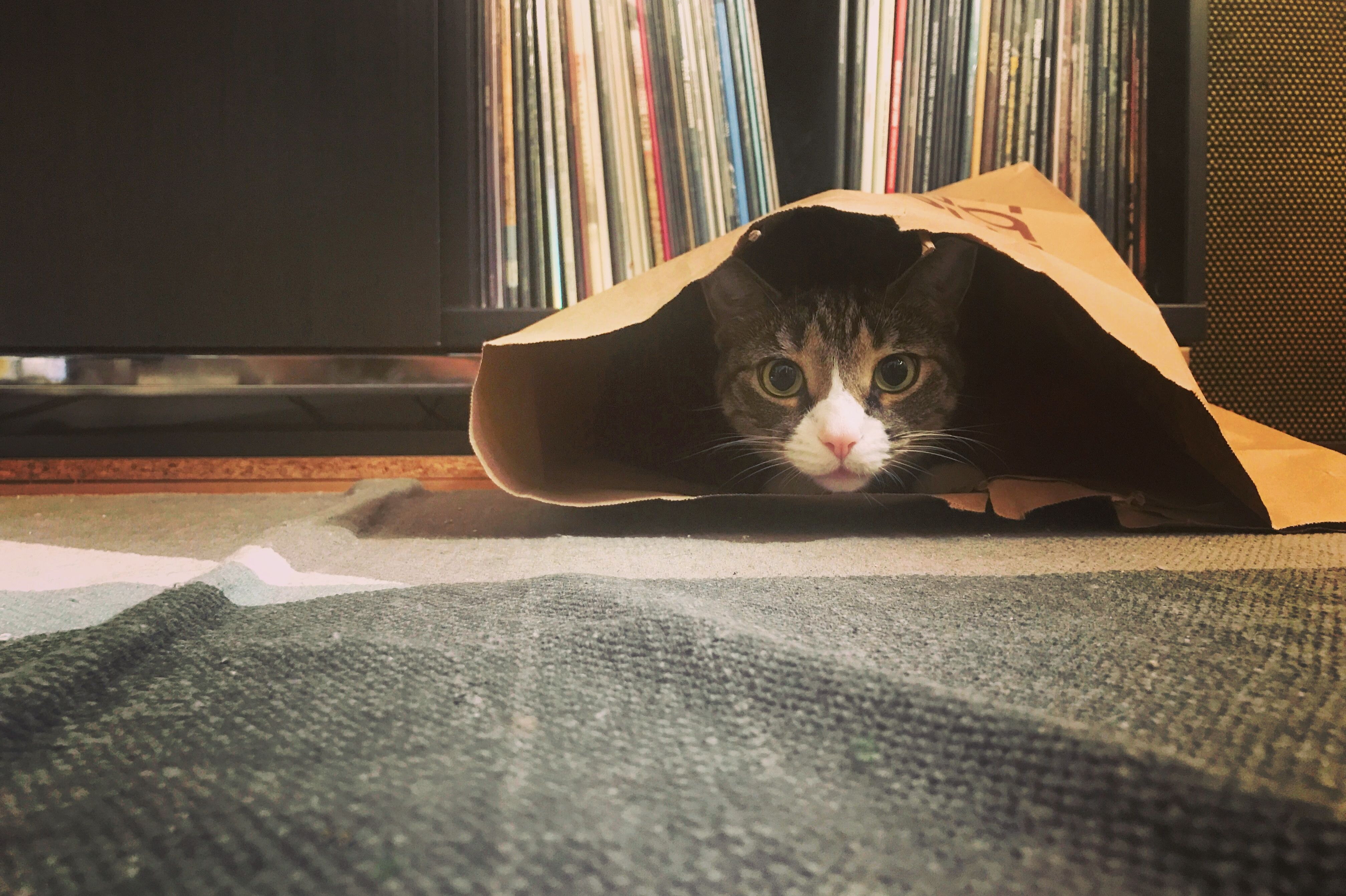 20 Fun Facts About Our Mysterious Feline Friends Mental Floss 20 Fun Facts About Our Mysterious