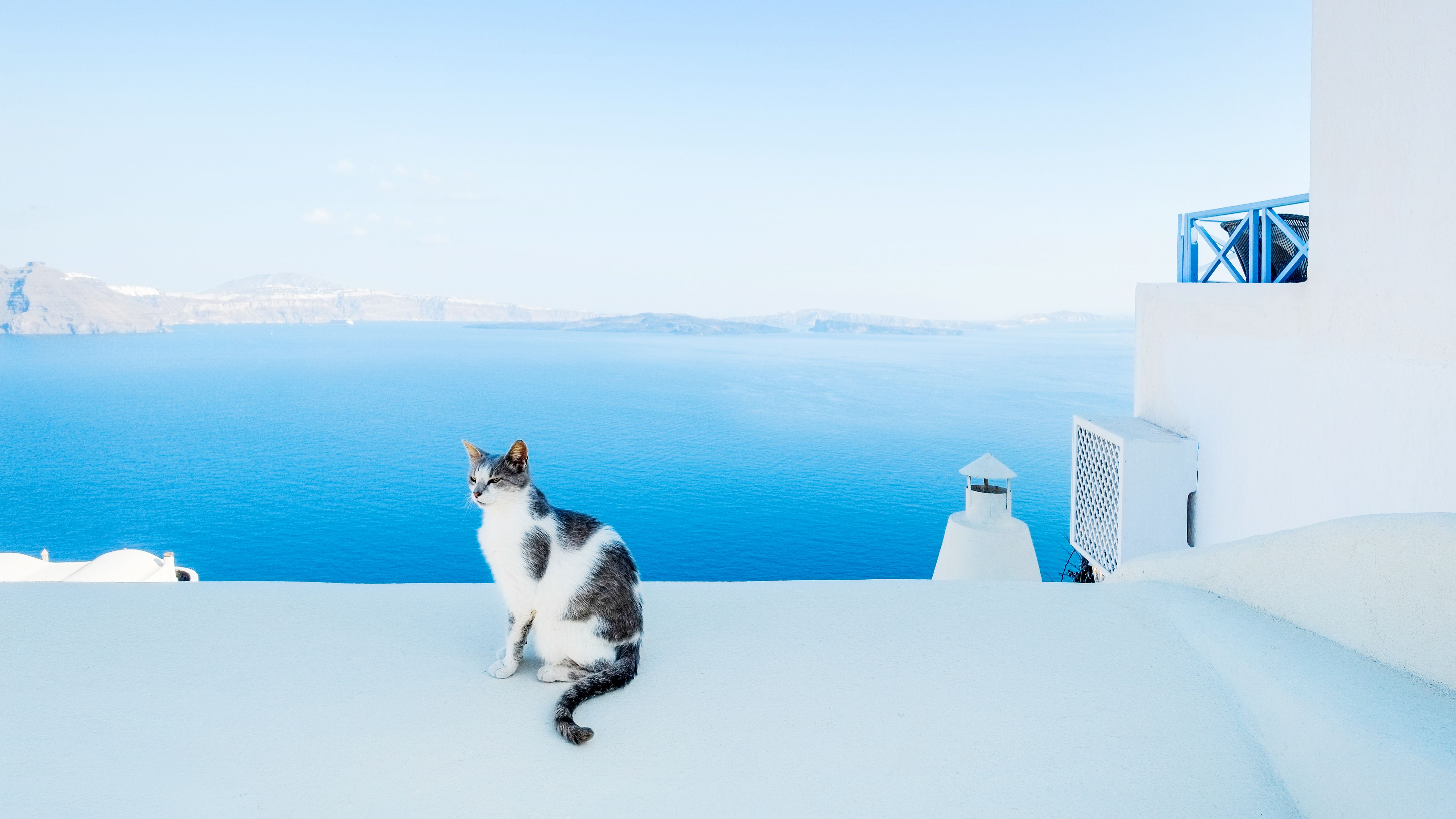 Animal Sanctuary On The Greek Island Of Syros Wants To Pay You To