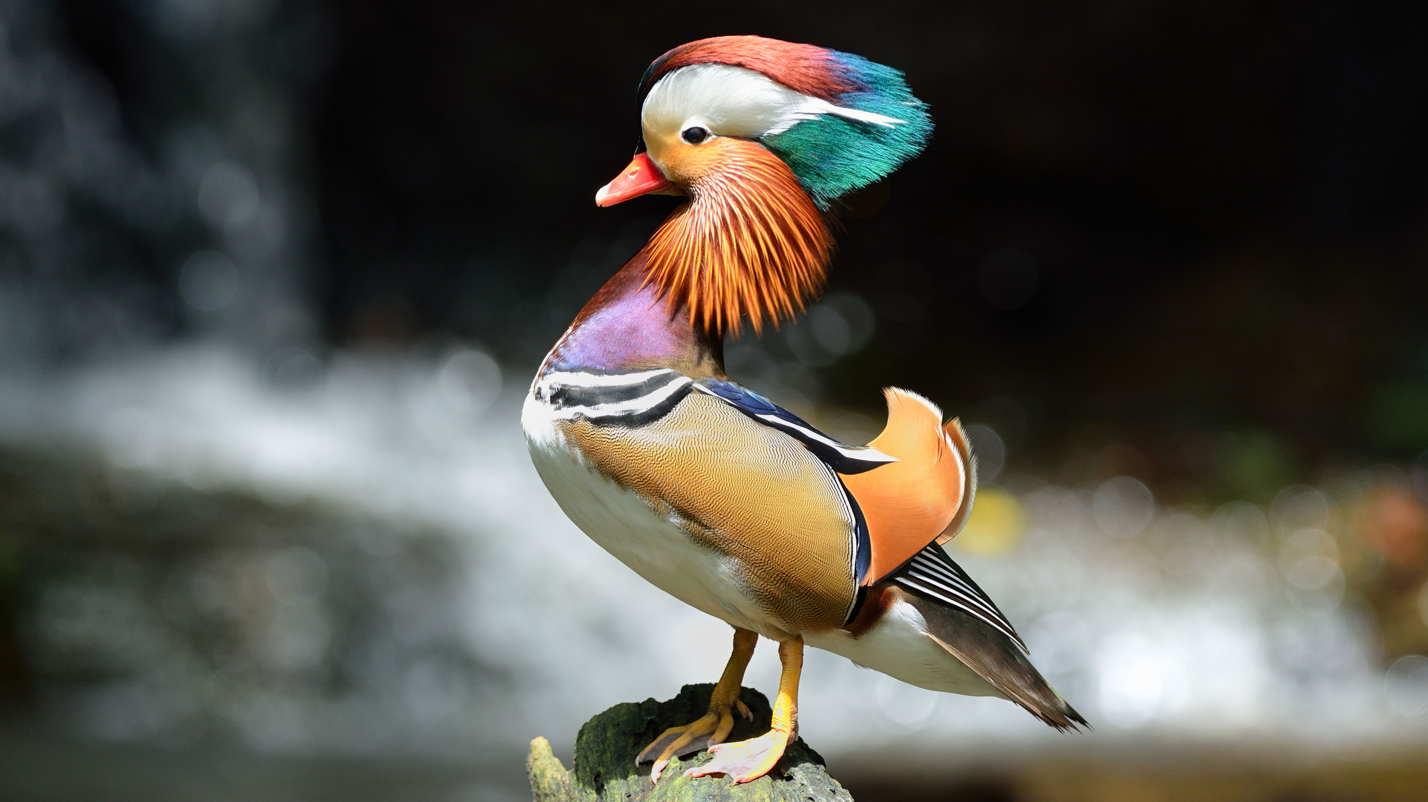 12 Facts About Mandarin Ducks | Mental Floss