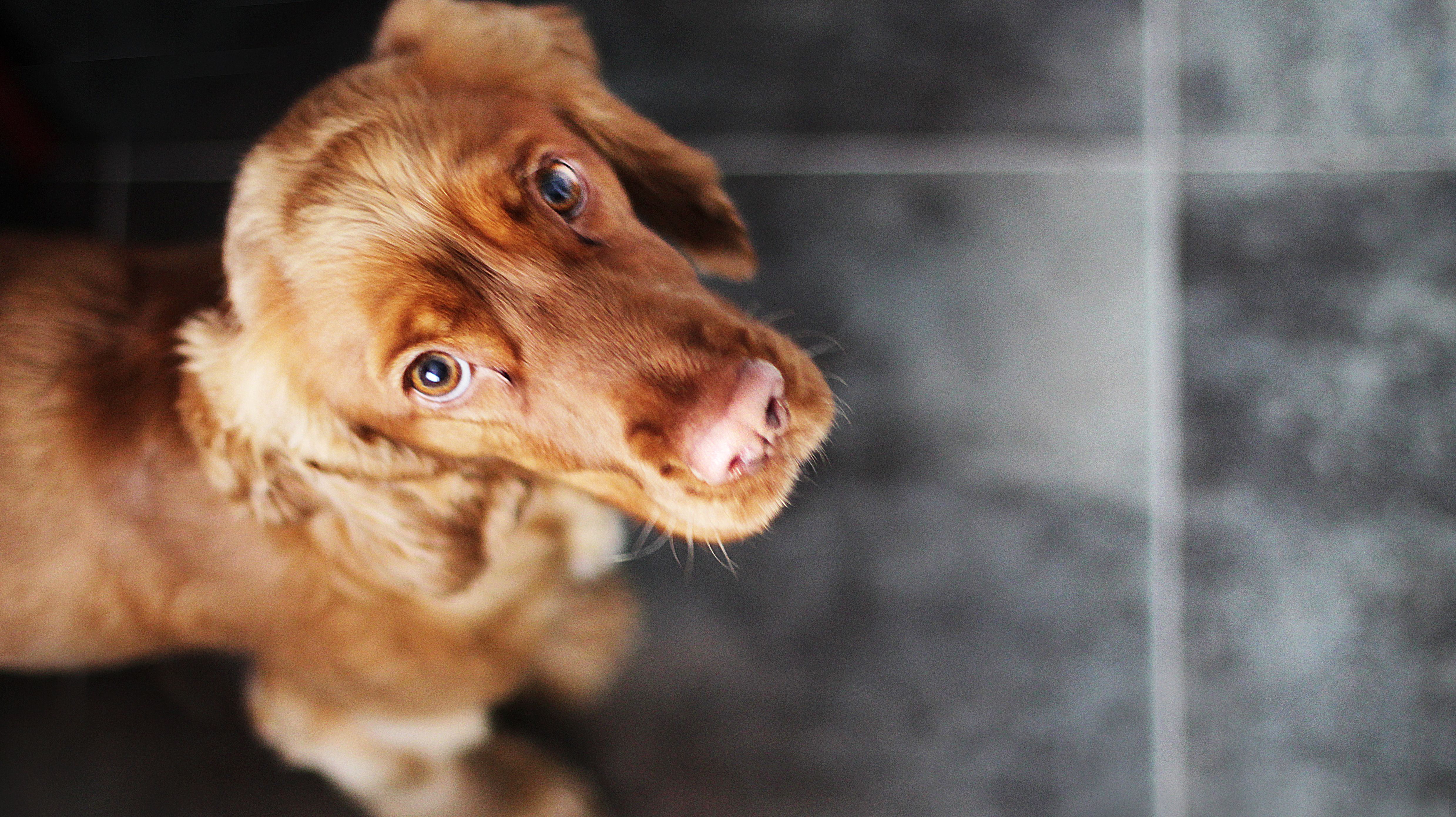 ol roy maximum dog food review
