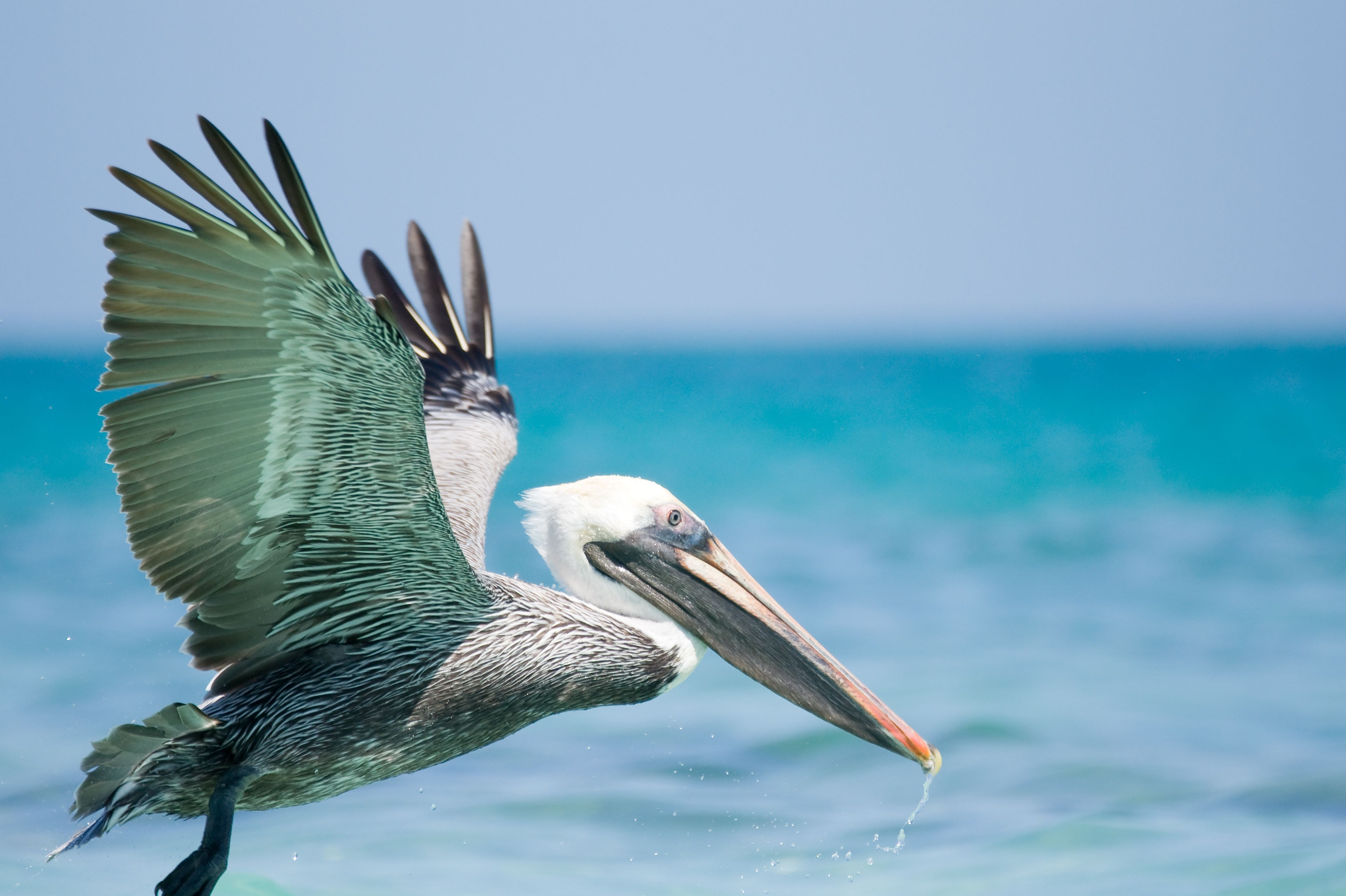 10 Fun Facts About Pelicans Mental Floss